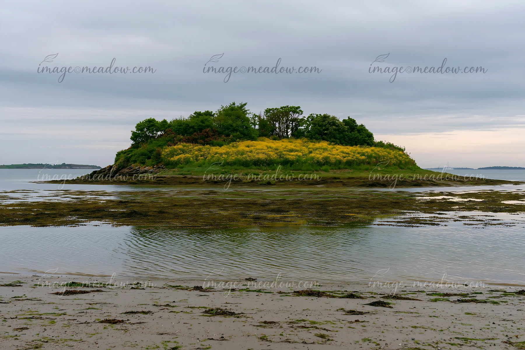 An island covered with buttercups rises from the water, surrounded by rocky shores and grassy areas.