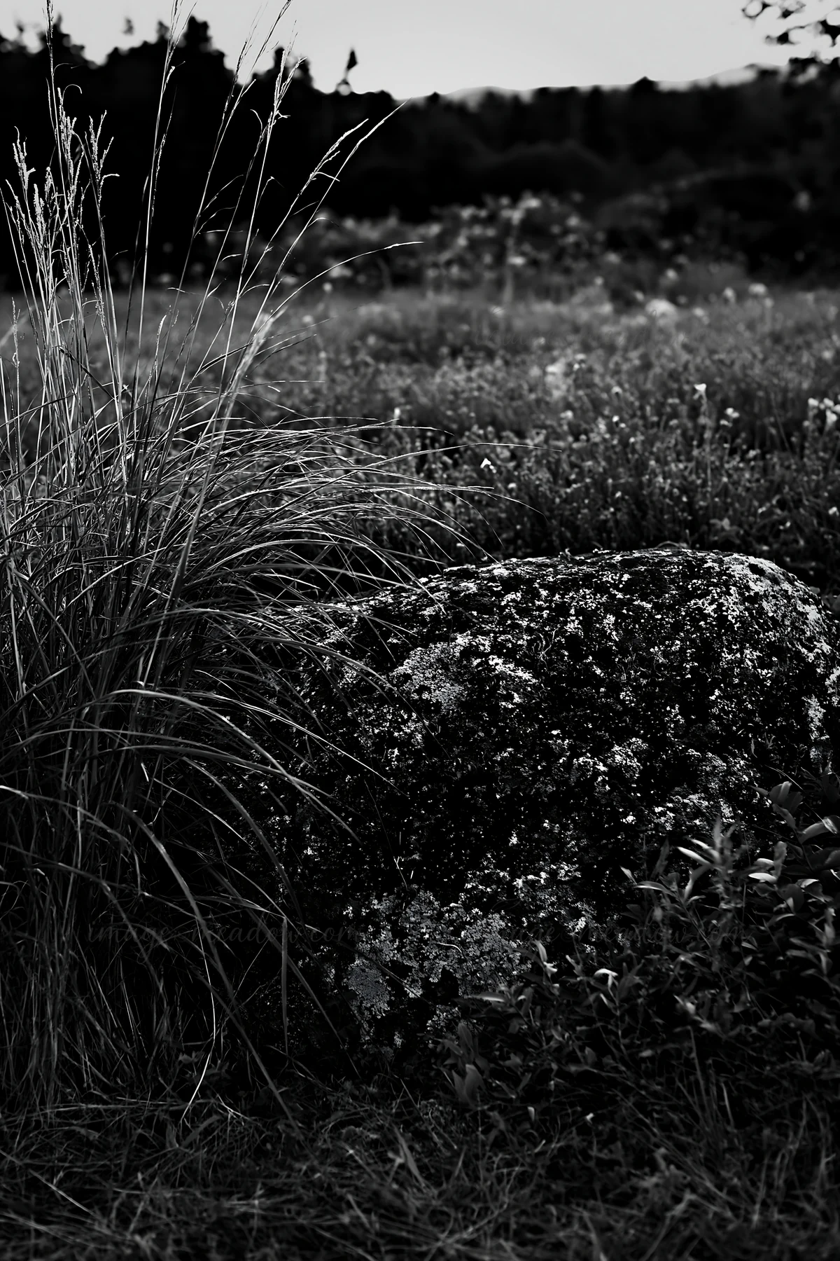 A boulder sits in a climate resilient meadow in Aomori, surrounded by grass and colorful flowering plants. The setting shows a natural landscape during daylight