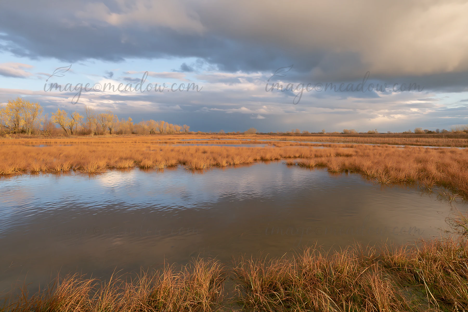 A meadow during autumn shows tall grass and water under a cloudy sky. Trees in the background hint at the changing season. This open space captures the essence