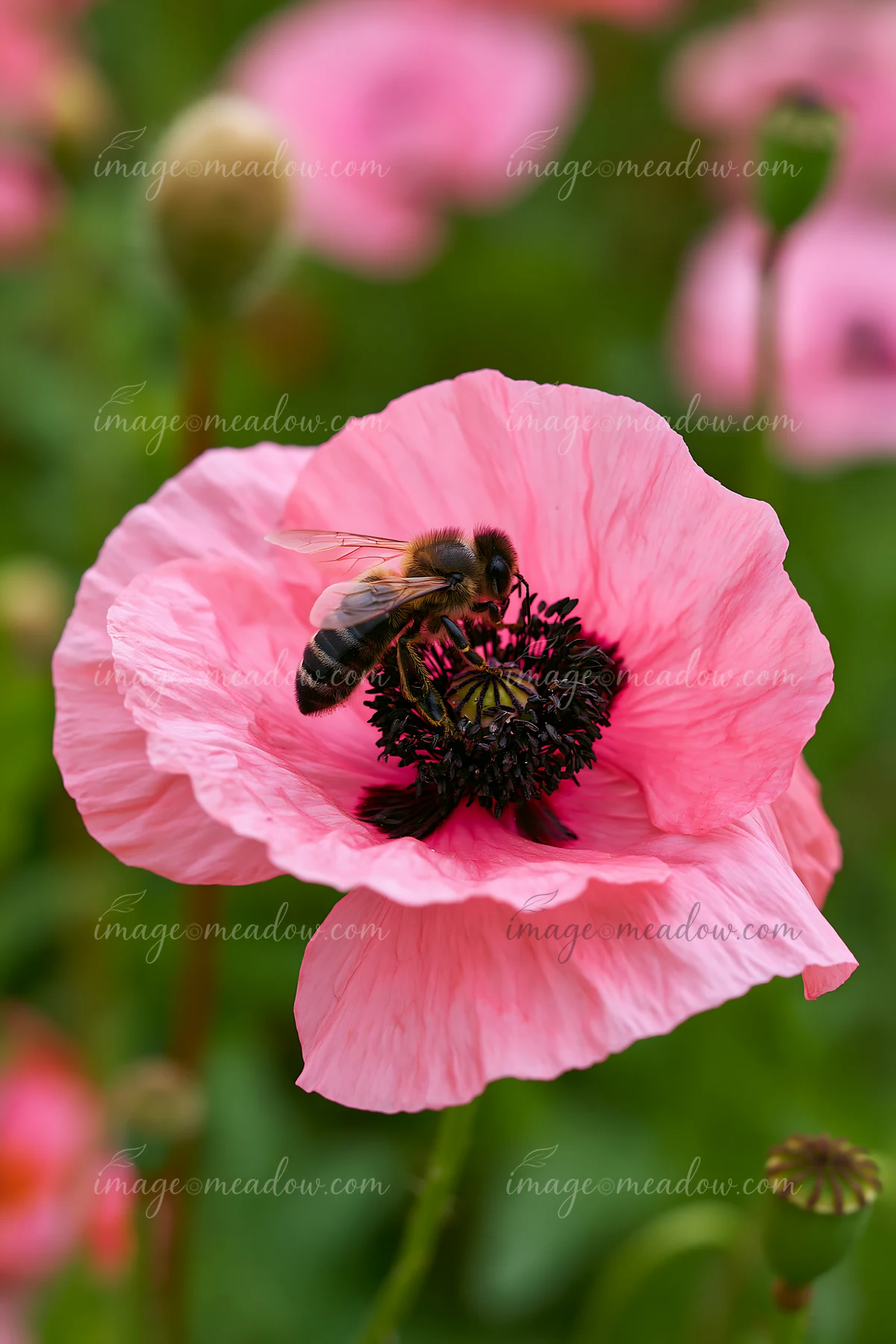 Bees on meadow flowers show a busy bee gathering nectar from a pink poppy in a vibrant field of greenery.