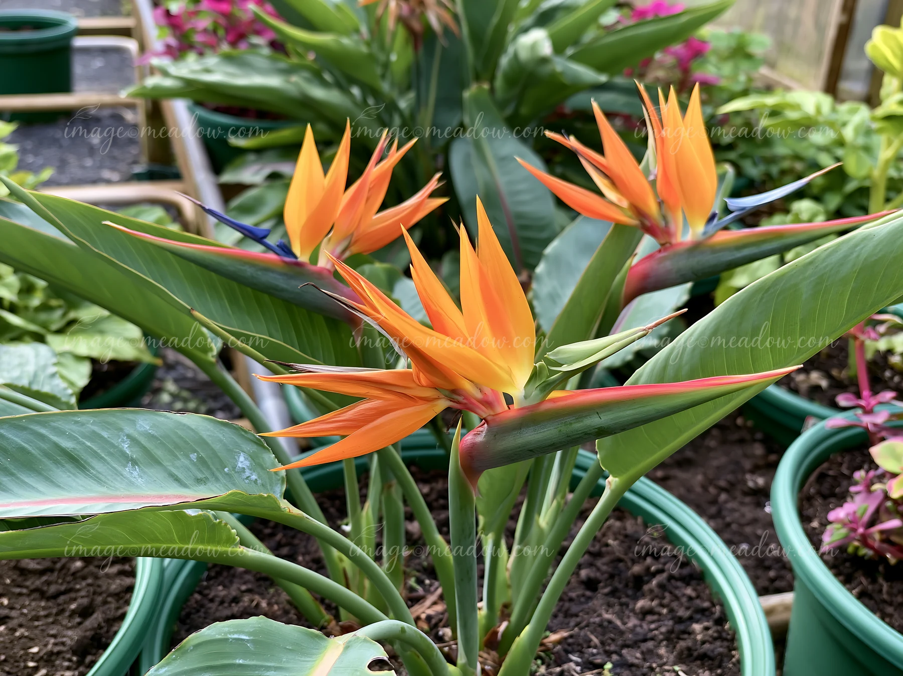 Bright bird of paradise flowers stand tall in a greenhouse, surrounded by green leaves and other plants.
