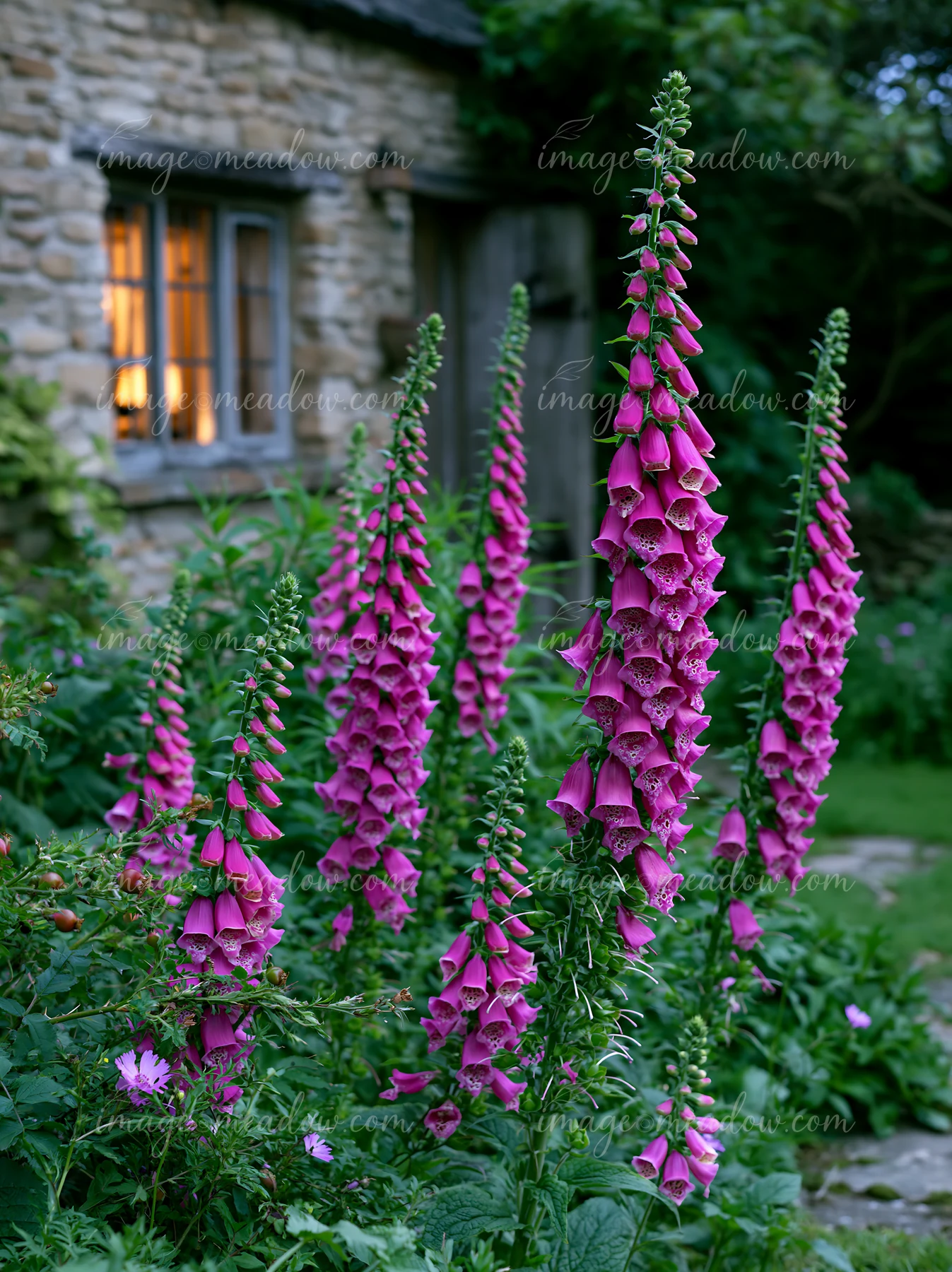 Bright foxglove flowers grow beside a rustic cottage with a warm glow coming from the window.