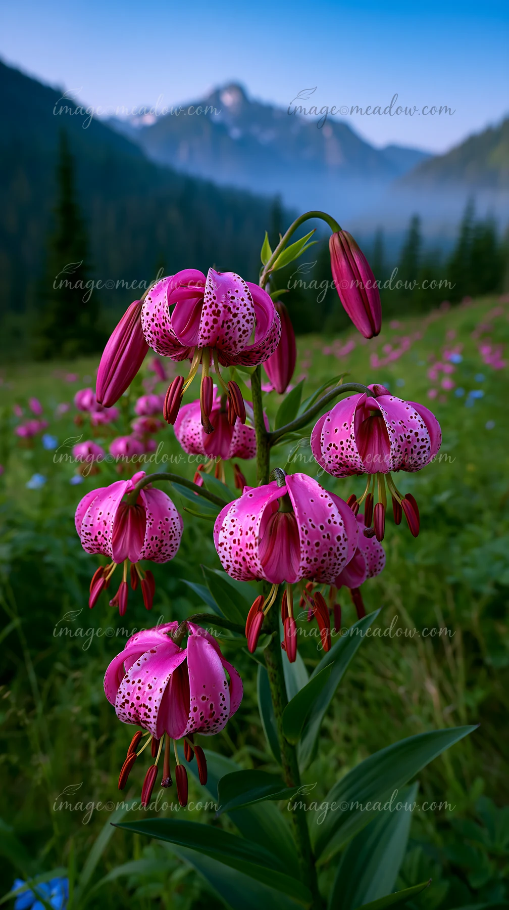 Bright pink flowers grow in a meadow surrounded by mountains.