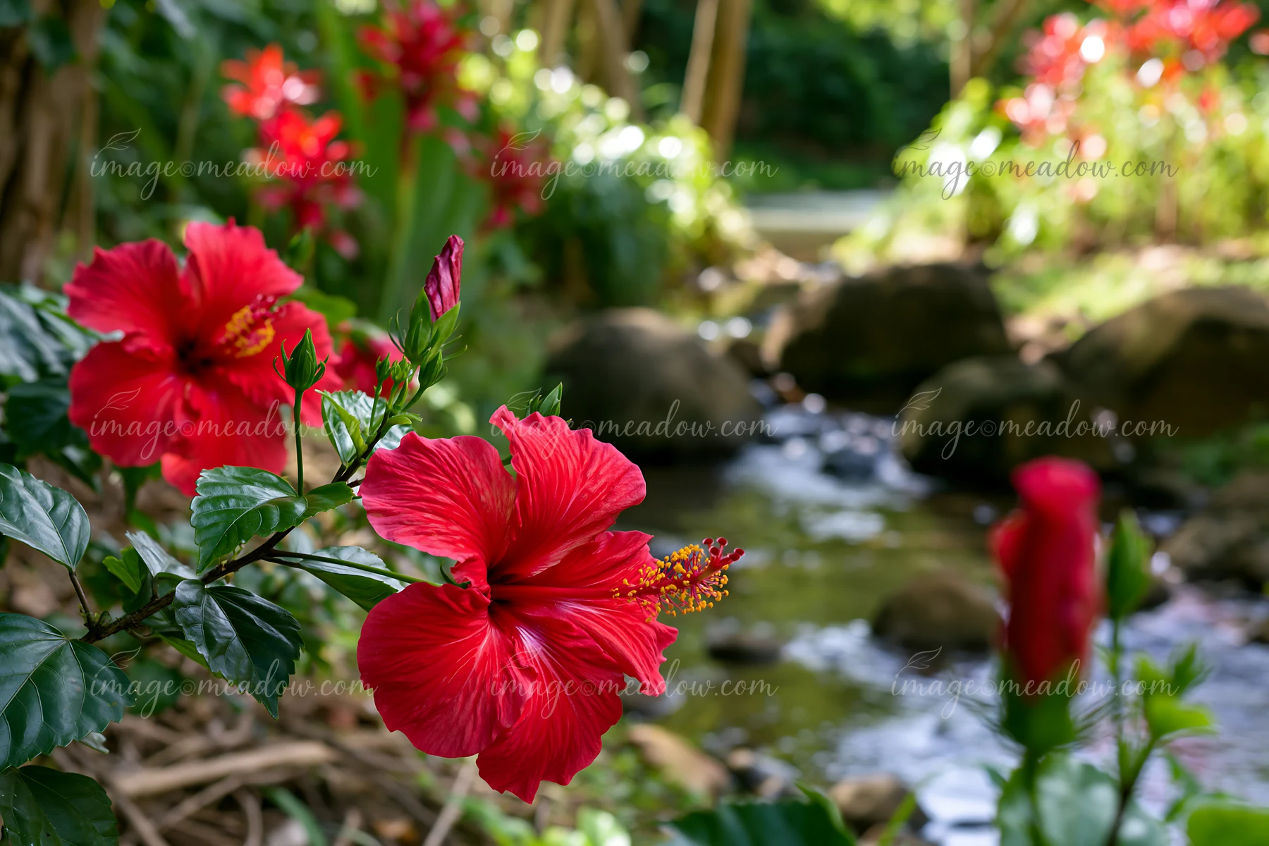 Bright red hibiscus flowers bloom beside a small flowing stream in a tropical setting.