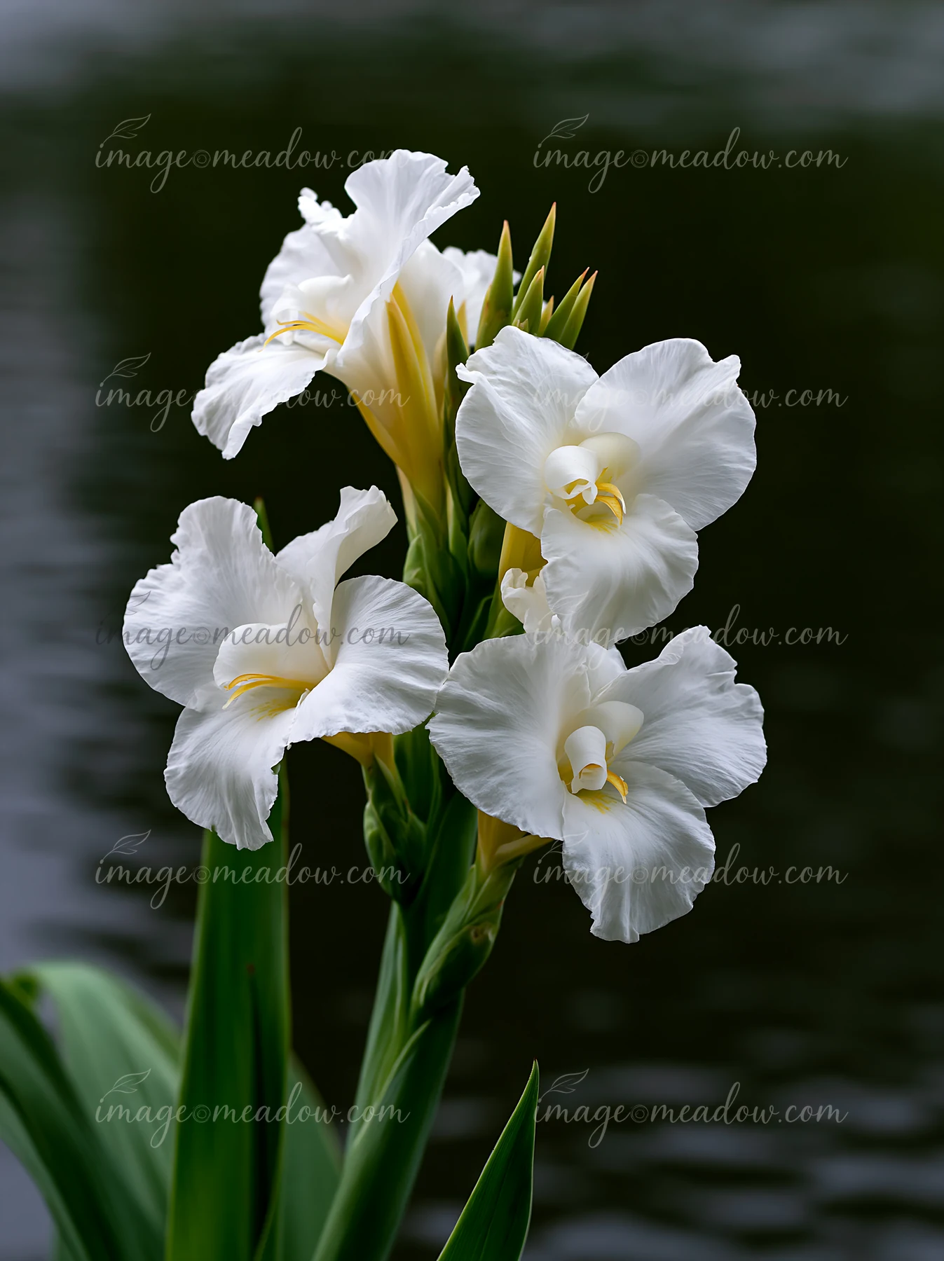 Canna lily flowers with white petals and yellow centers grow by a pond.