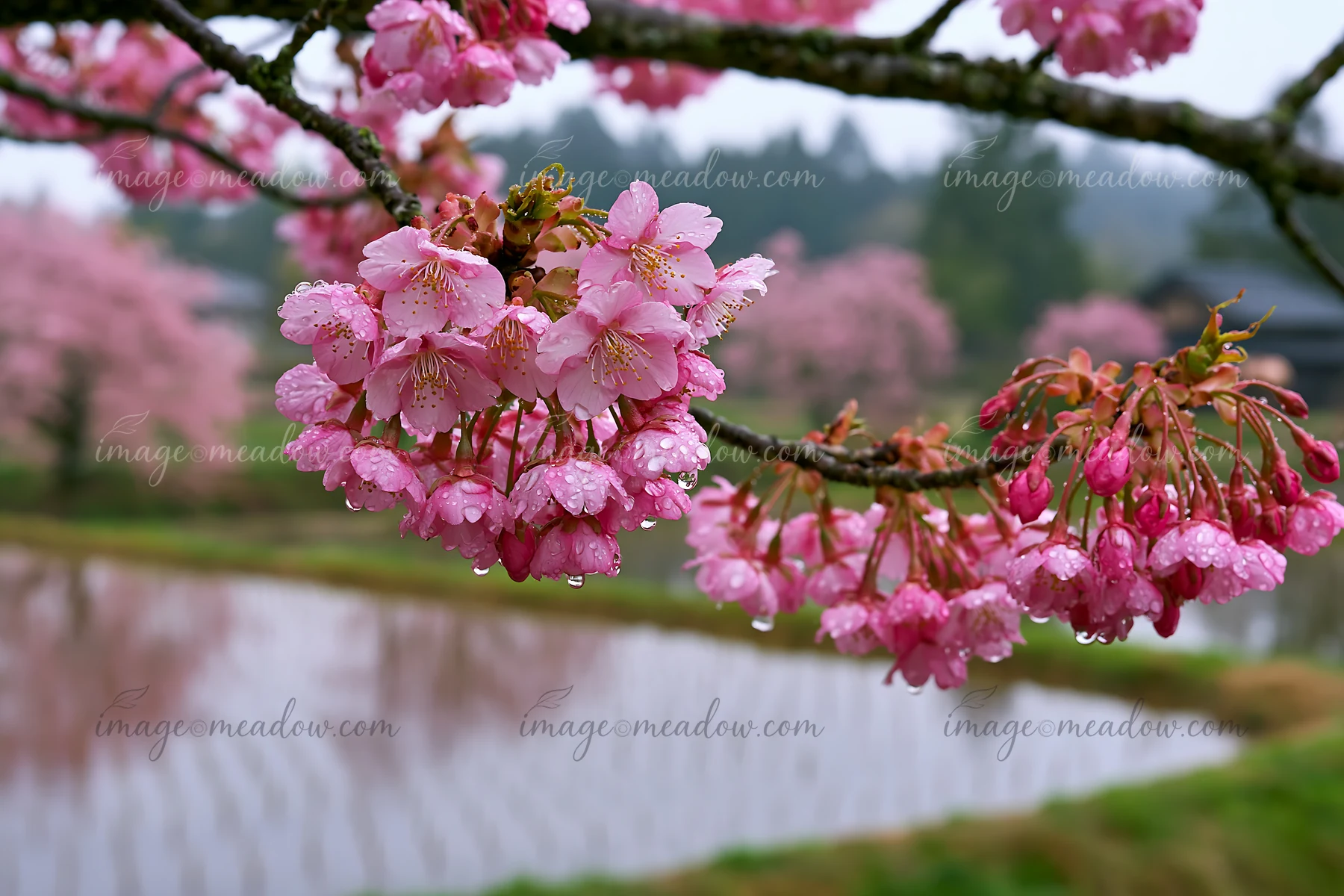 Cherry blossoms beside rice fields in Japan create a scenic view with pink flowers and water droplets.
