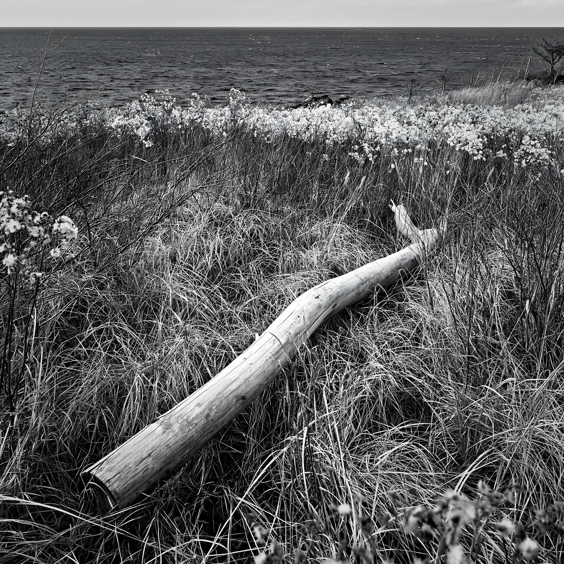 A piece of driftwood lies on a grassy meadow near the coastal area of Chiba. The ocean is visible in the background, along with a cloudy sky, suggesting a cool