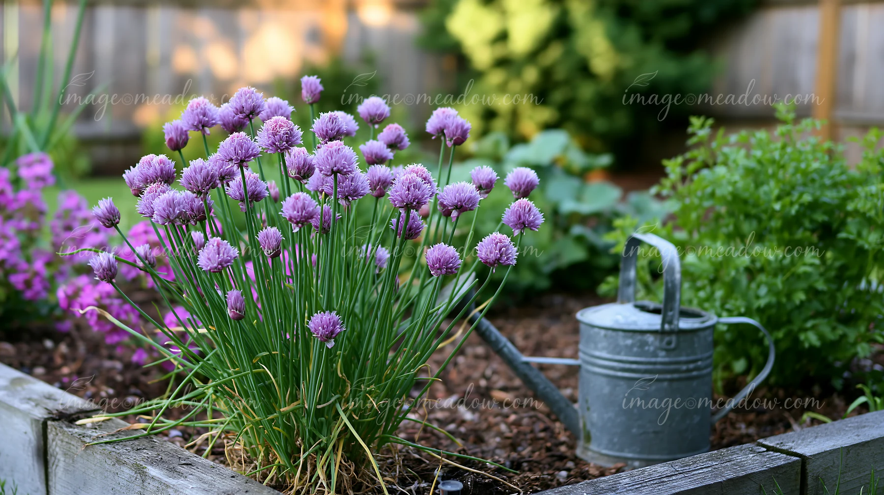 Chive flowers in herb bed bloom alongside other plants in a garden setting.