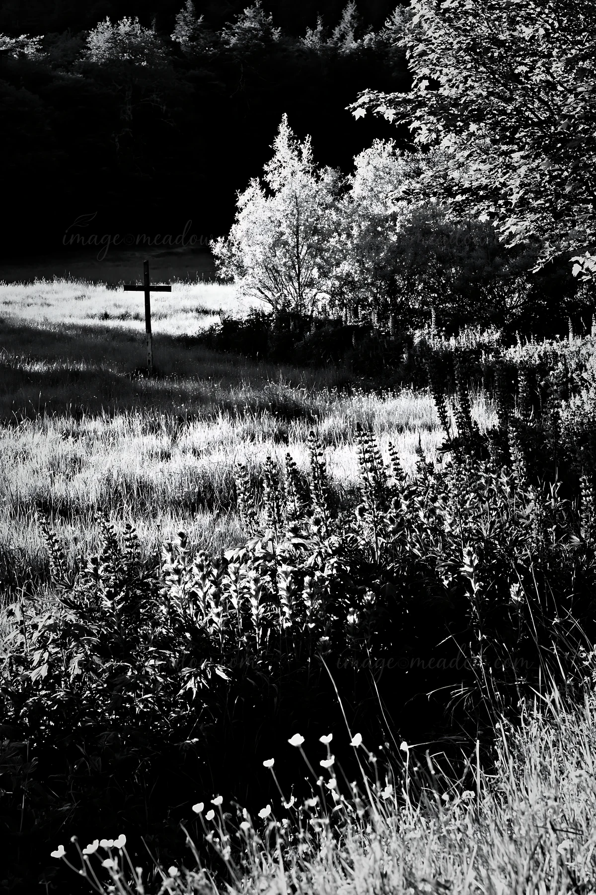 A cross stands near a mineral spring in a meadow. Tall grass and plants surround it. Soft light shines on the scene, showcasing natural elements. The setting is