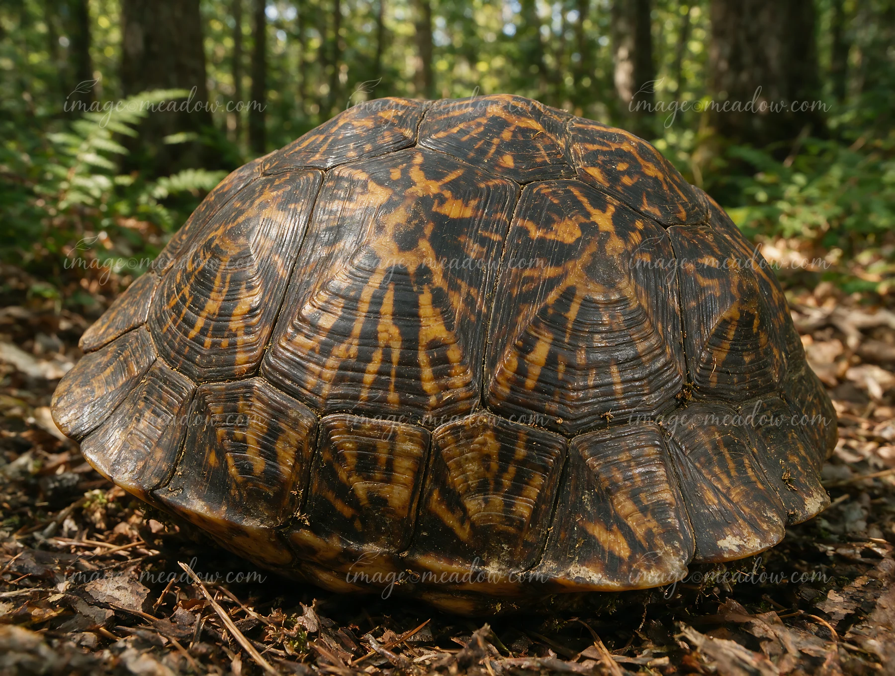 Close-up turtle shell with dark and amber patterns resting on the forest floor in natural light.