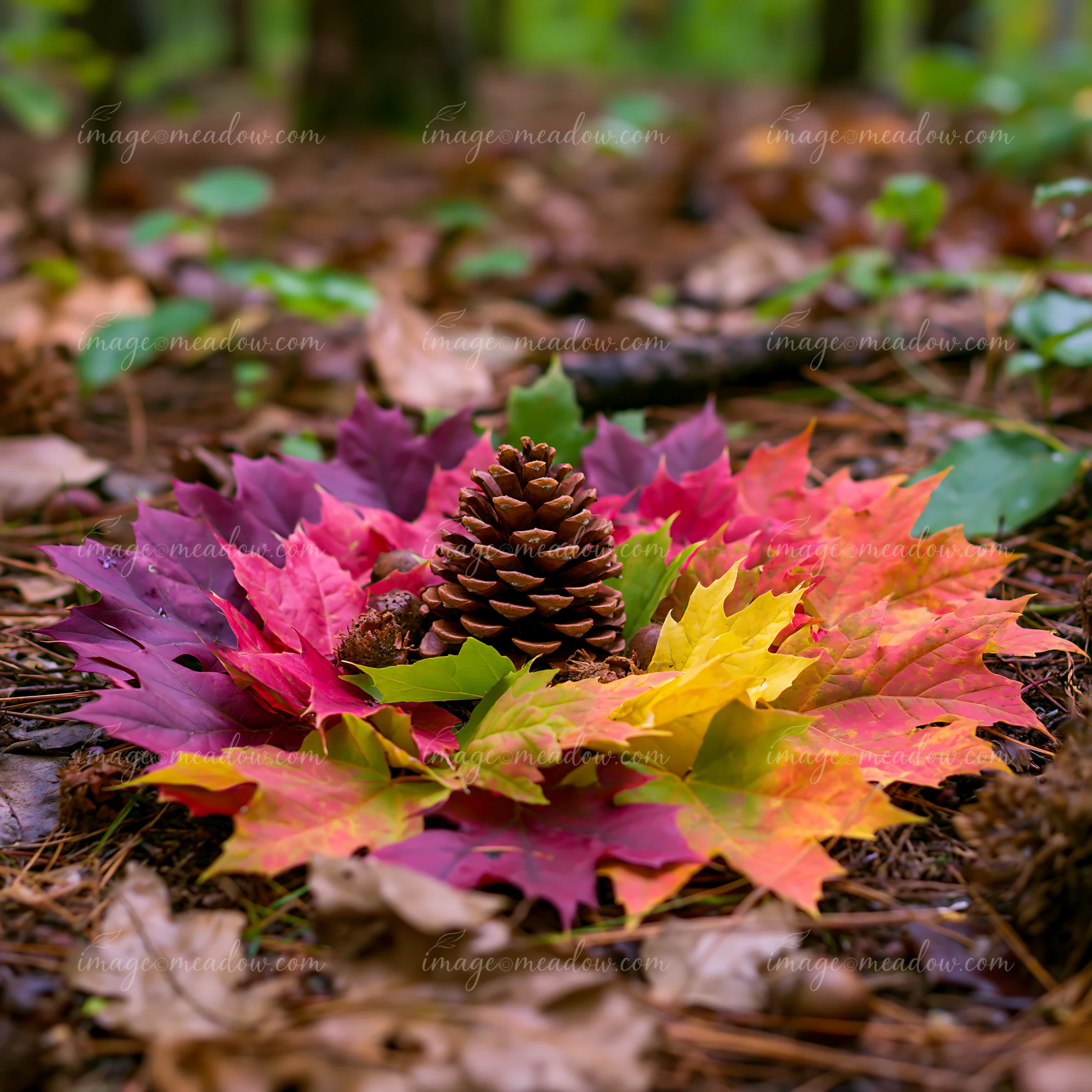 Colorful autumn leaves arranged in spiral surround a pinecone on the forest floor.