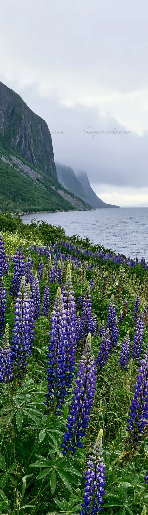 A colorful lupine meadow grows by the coast with mountains in the background. The scene captures the natural beauty of flowers and water under a cloudy sky.