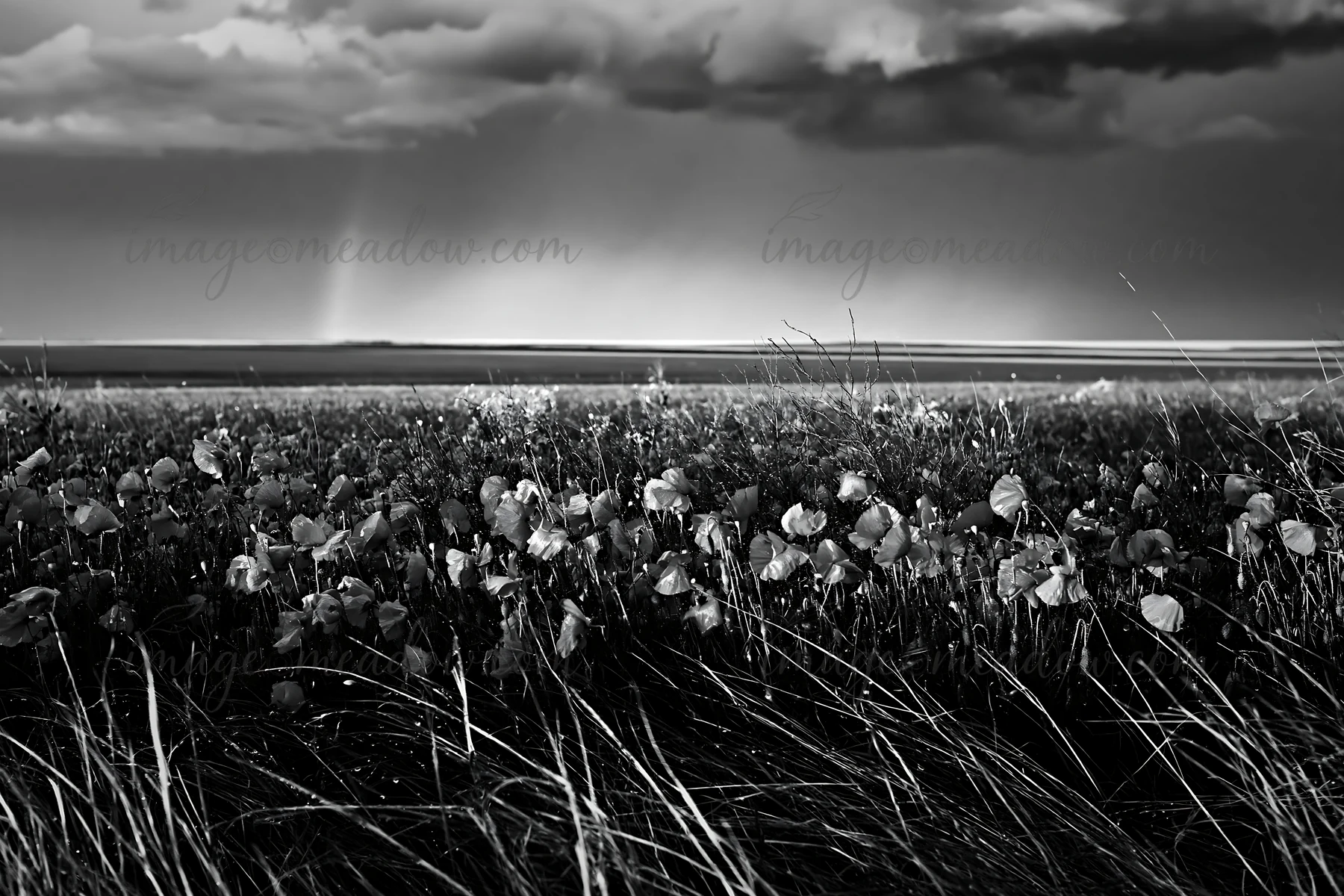 A large field of colorful poppy flowers stretches across the landscape. Dark clouds loom above, hinting at a possible rain. The view captures the natural beauty