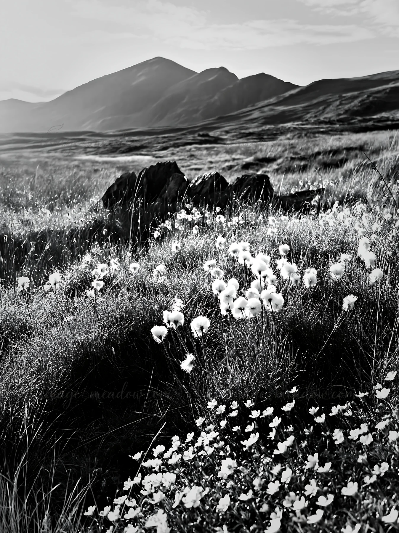 Cottongrass grows in a meadow with rocky features in the background. Mountains rise in the distance under a bright sky. This natural setting captures the essenc