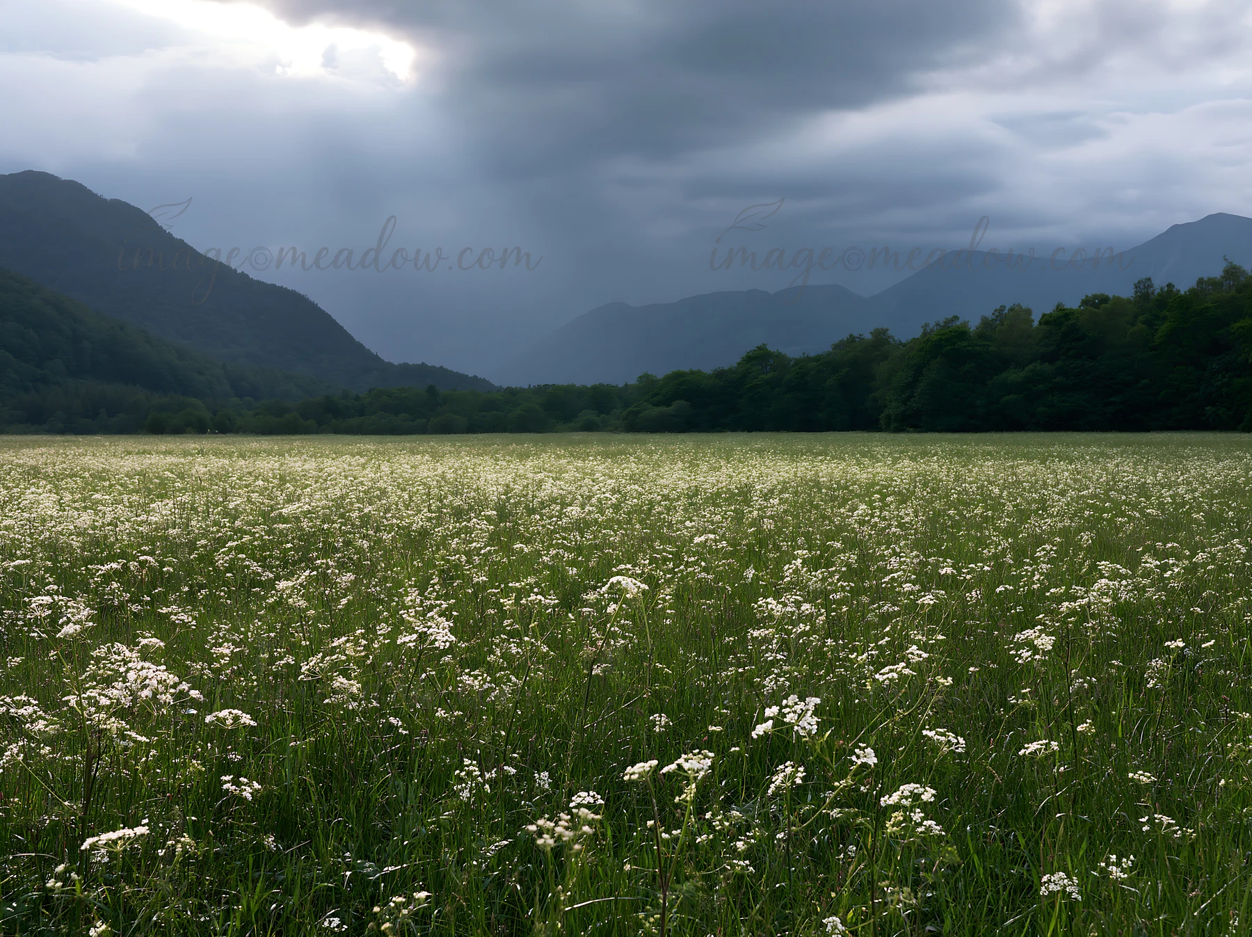 A field filled with cow parsley stretches across the area. Dark clouds gather above the mountain range, signaling possible rain. The scene captures the natural