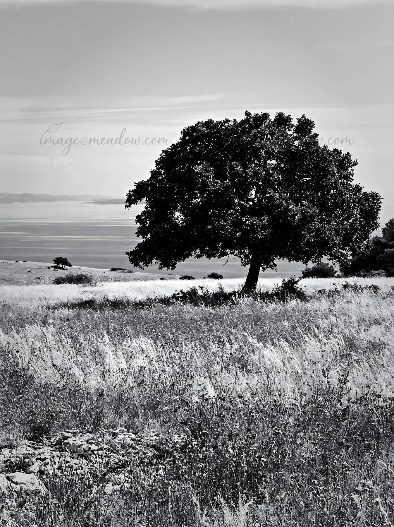 A single tree stands in a meadow with tall grass overlooking the Adriatic coast. This scene captures the essence of nature in Croatia, showing the simplicity of