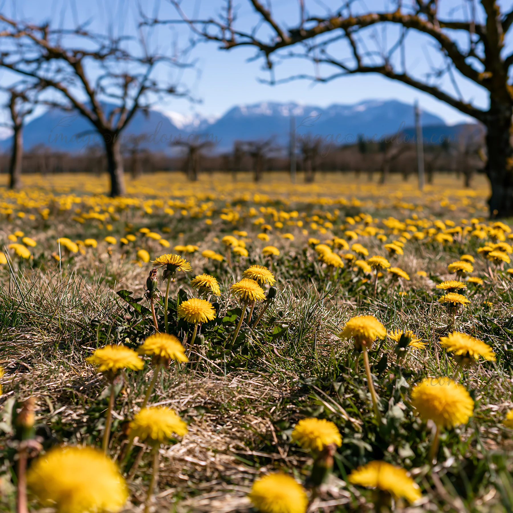 A field of yellow dandelions covers the ground in an orchard surrounded by bare trees. The mountains rise in the distance under a clear blue sky.