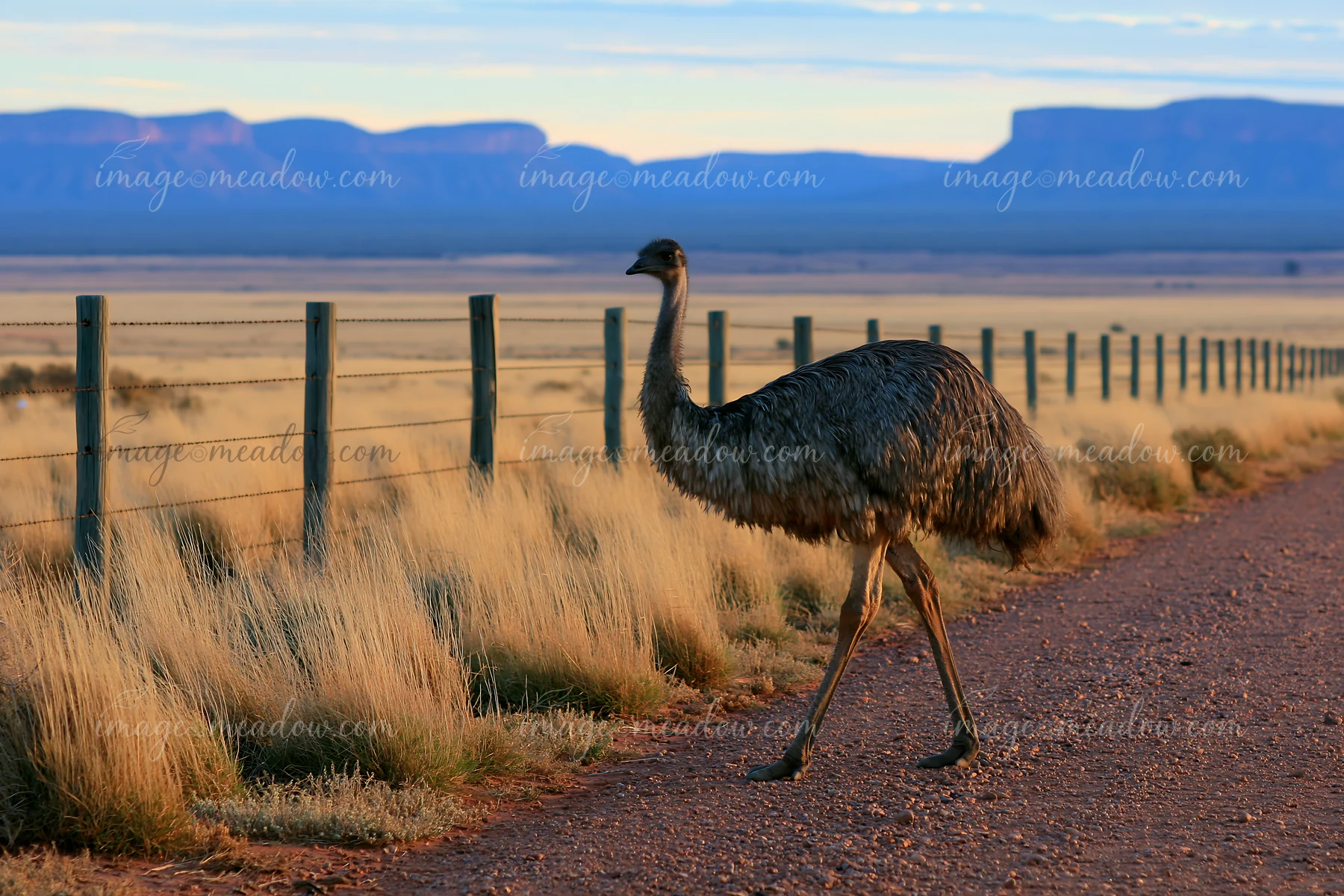 Emu walking along a gravel road across a dry outback plain with a fence and mountains behind it.