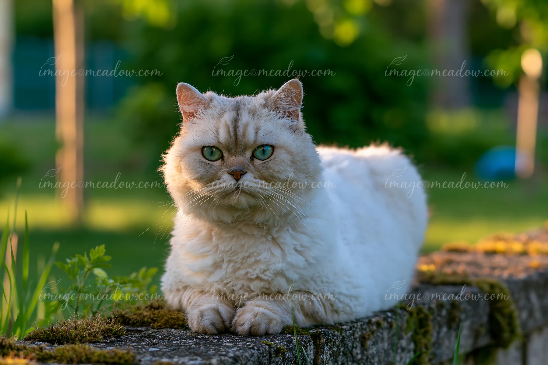 Fluffy cream-colored curly-haired cat resting on a mossy stone surface in a green garden.