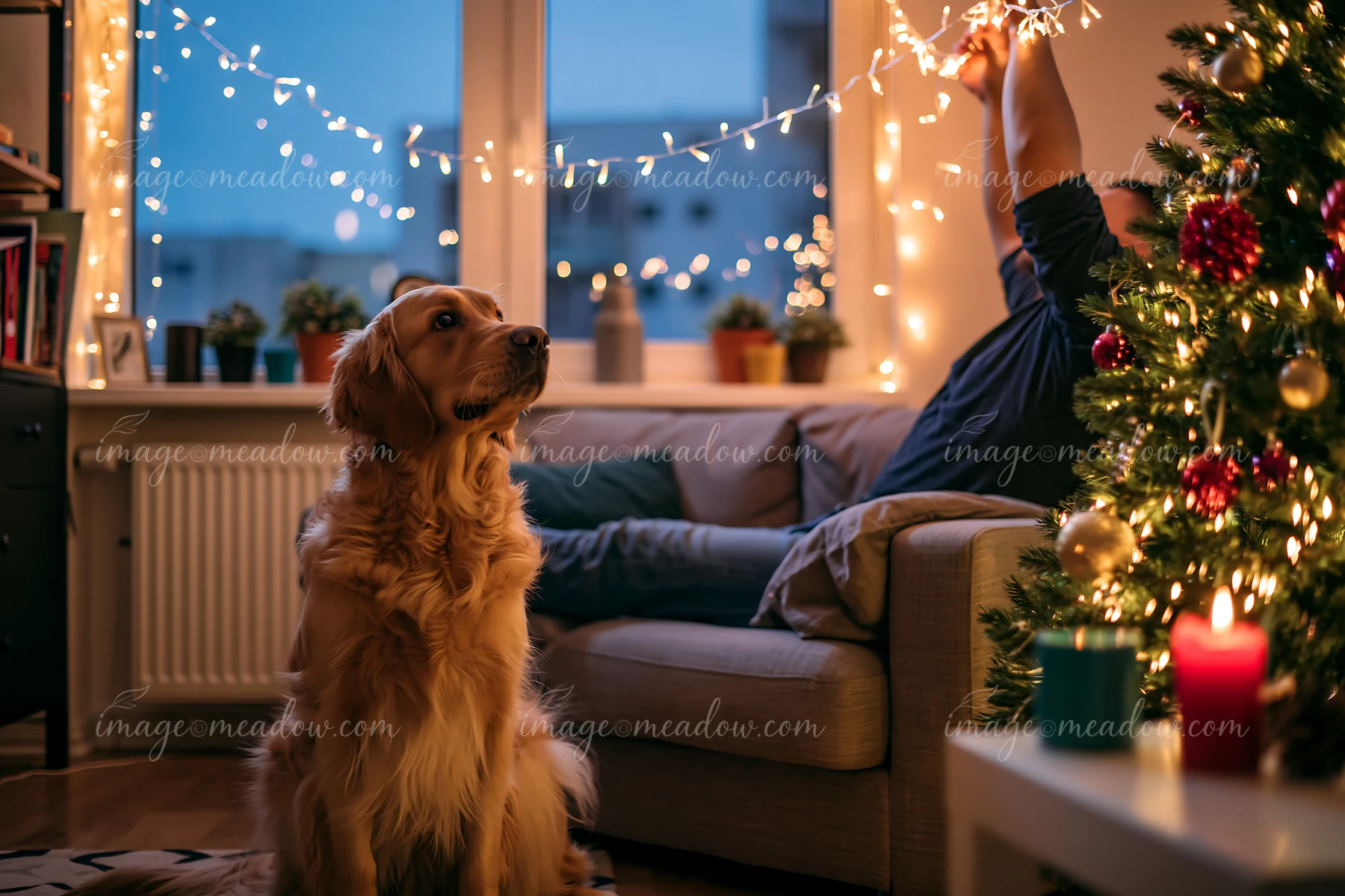 Golden retriever sitting beside a lit Christmas tree in a cozy apartment living room.