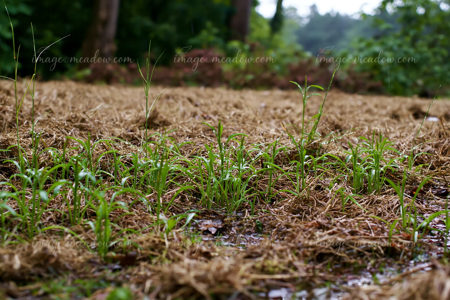 Green grass sprouts on moist soil with hints of rain and brown mulch.