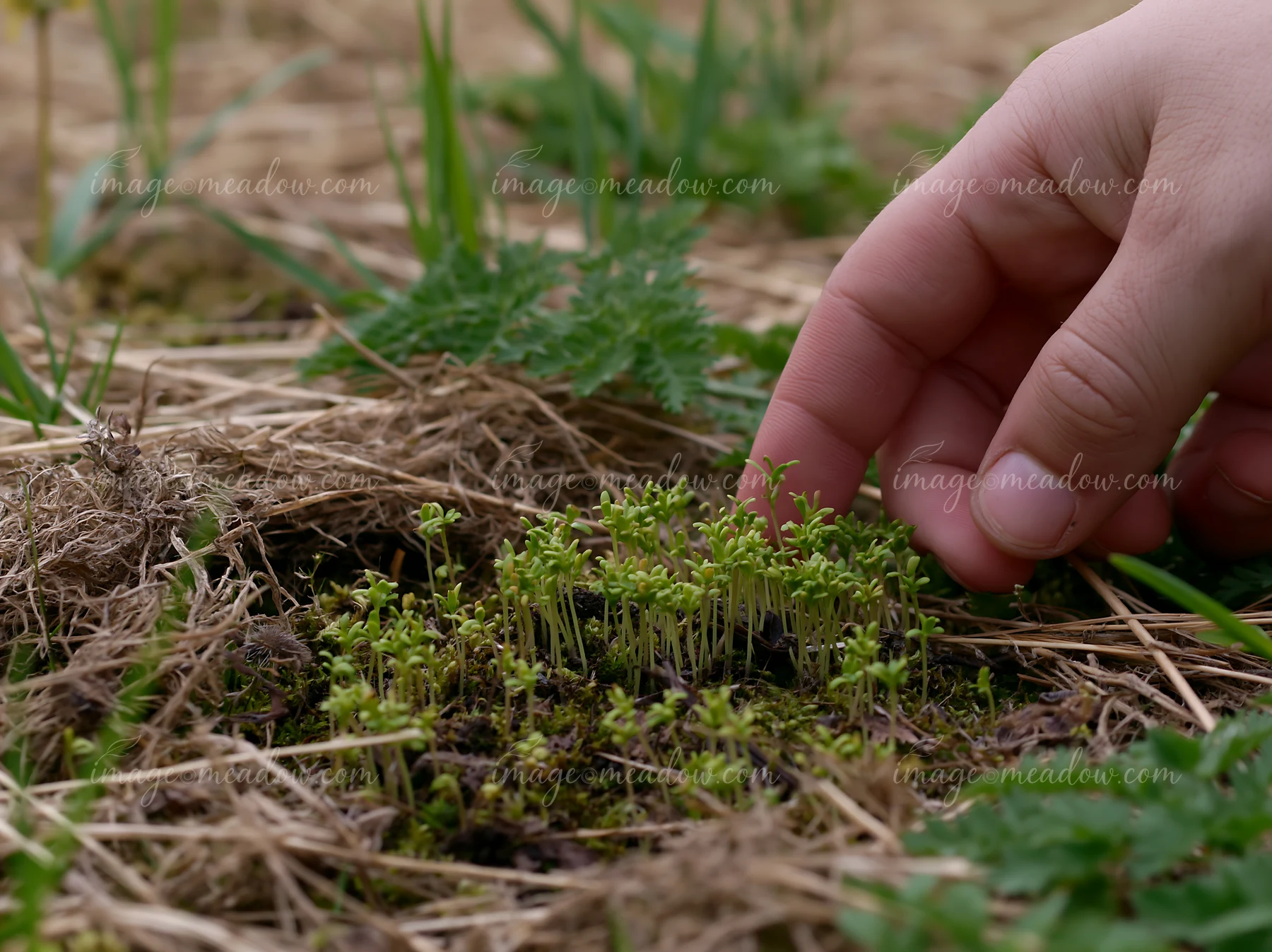 Hand inspecting young green plants emerging through dry grass in a meadow recovering after mowing.