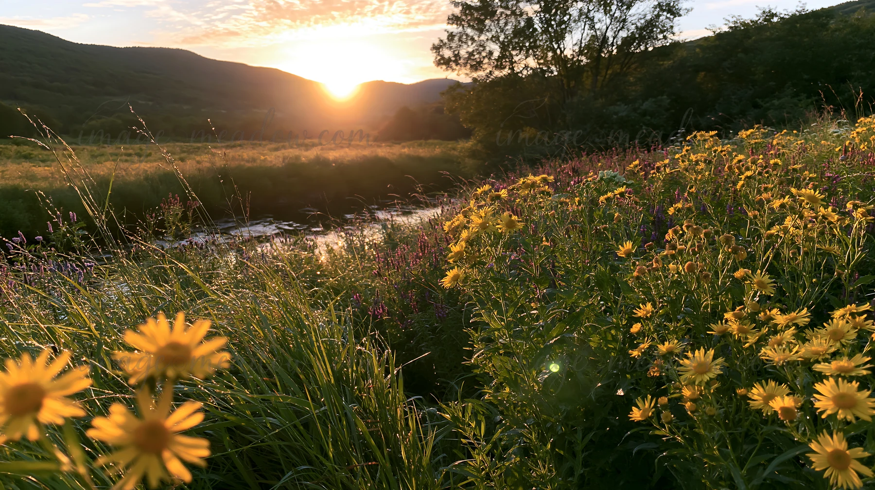 A vibrant flower meadow with yellow flowers grows next to a brook. The sun sets over the hills in the background, casting warm light on the landscape. The scene
