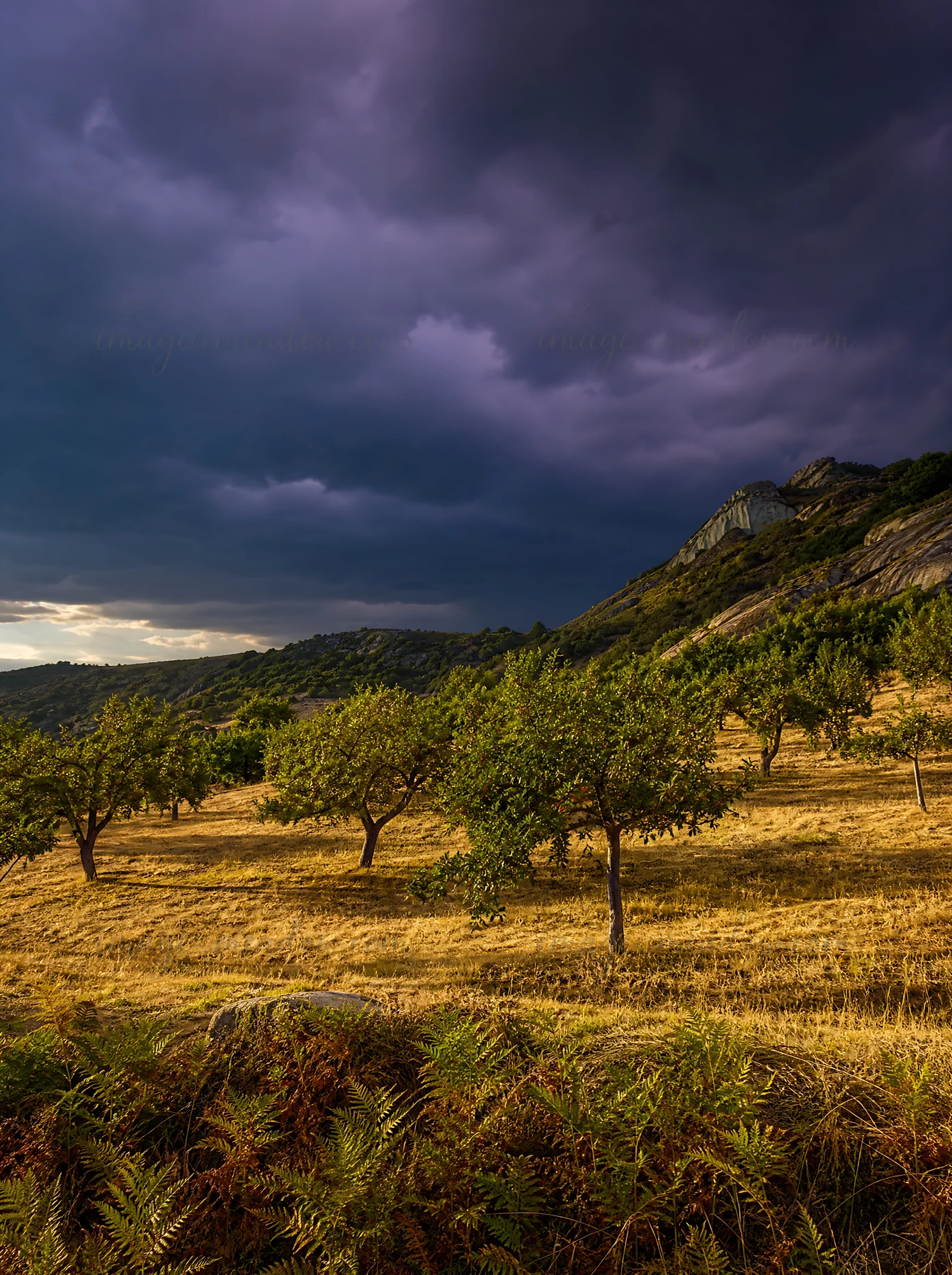 A hillside apple meadow features apple trees on dry land with dramatic clouds above. The light from the setting sun creates shadows on the ground and trees.
