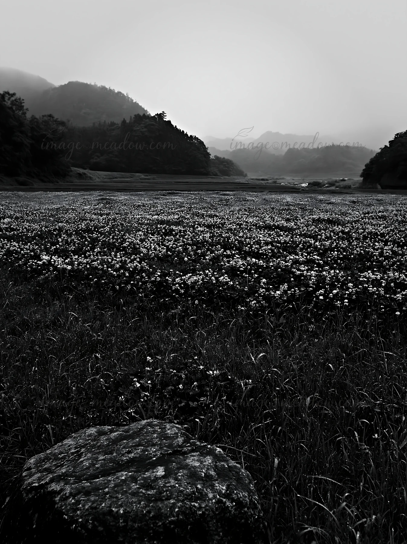 A vast meadow near Hiroshima is filled with flowers under a rainy sky. Smooth rocks are scattered in the foreground, adding texture to the landscape. Soft rain
