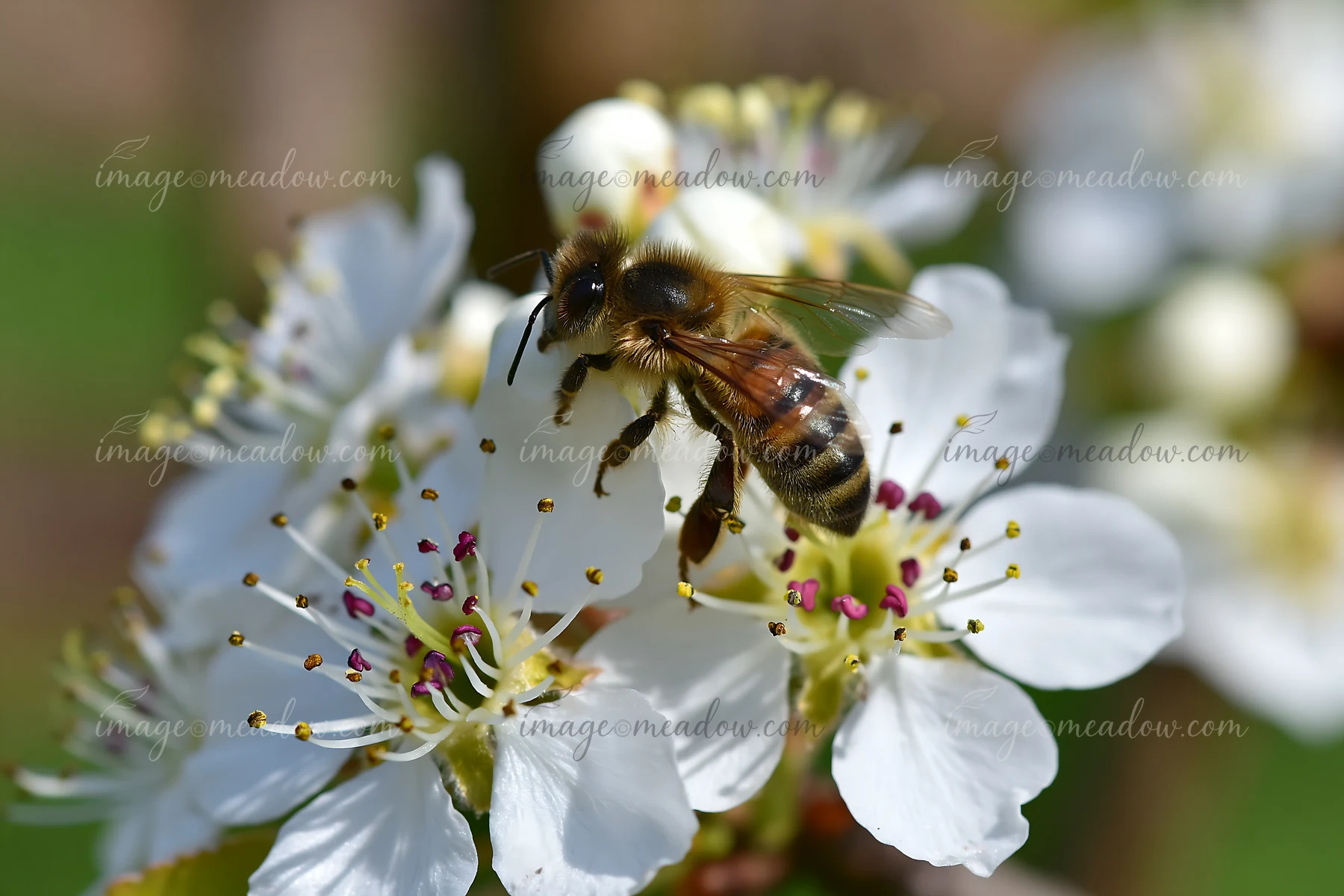 Honey bee feeding on the center of white blossoms in a close-up outdoor scene.