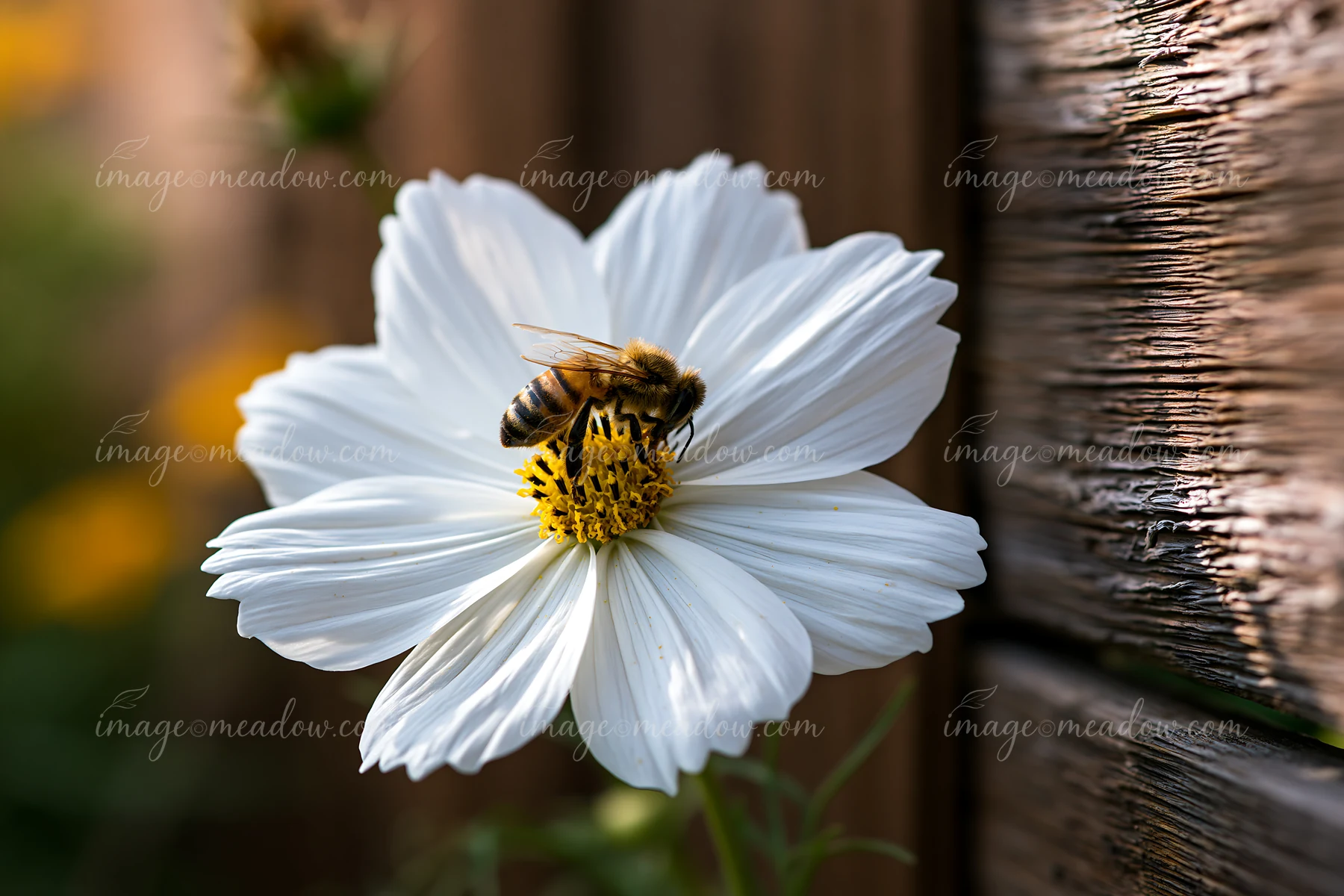 Honey bee searching the yellow center of a white flower beside a textured wooden surface.