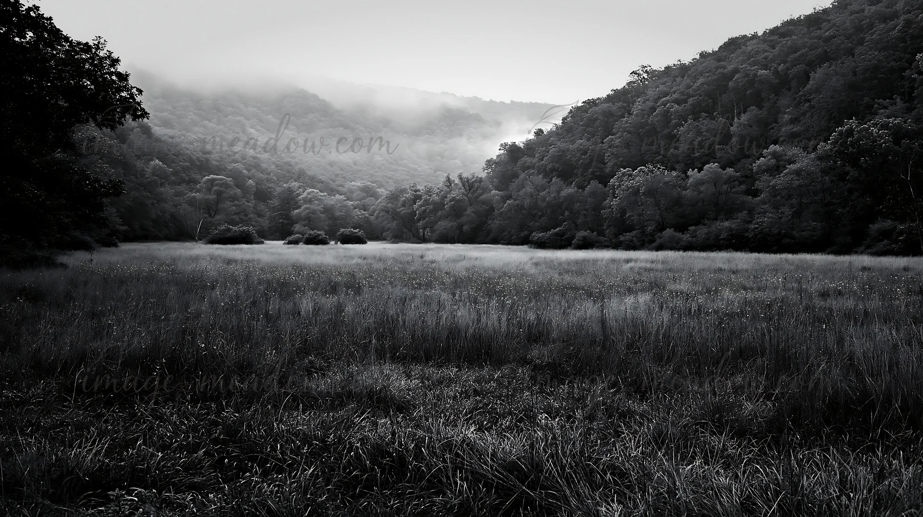 A wide meadow appears in a wooded valley in Hungary. The landscape shows tall grass and trees in the background. Fog covers the hills, creating a soft, muted sc
