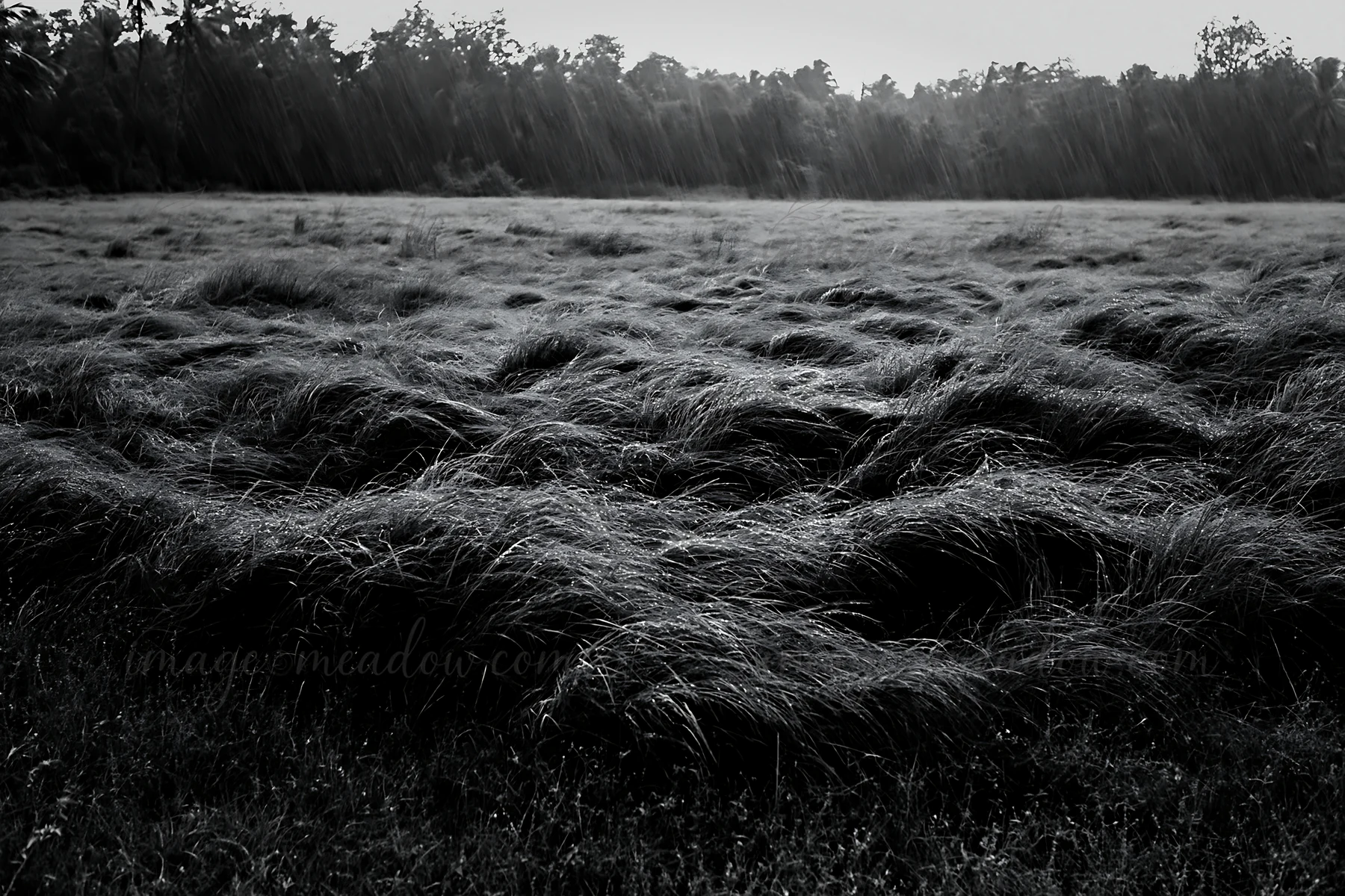 Rain falls on a meadow in Kochi, India, creating beads of water on the grasses. The landscape shows tall grass swaying in the wind, typical of the monsoon seaso