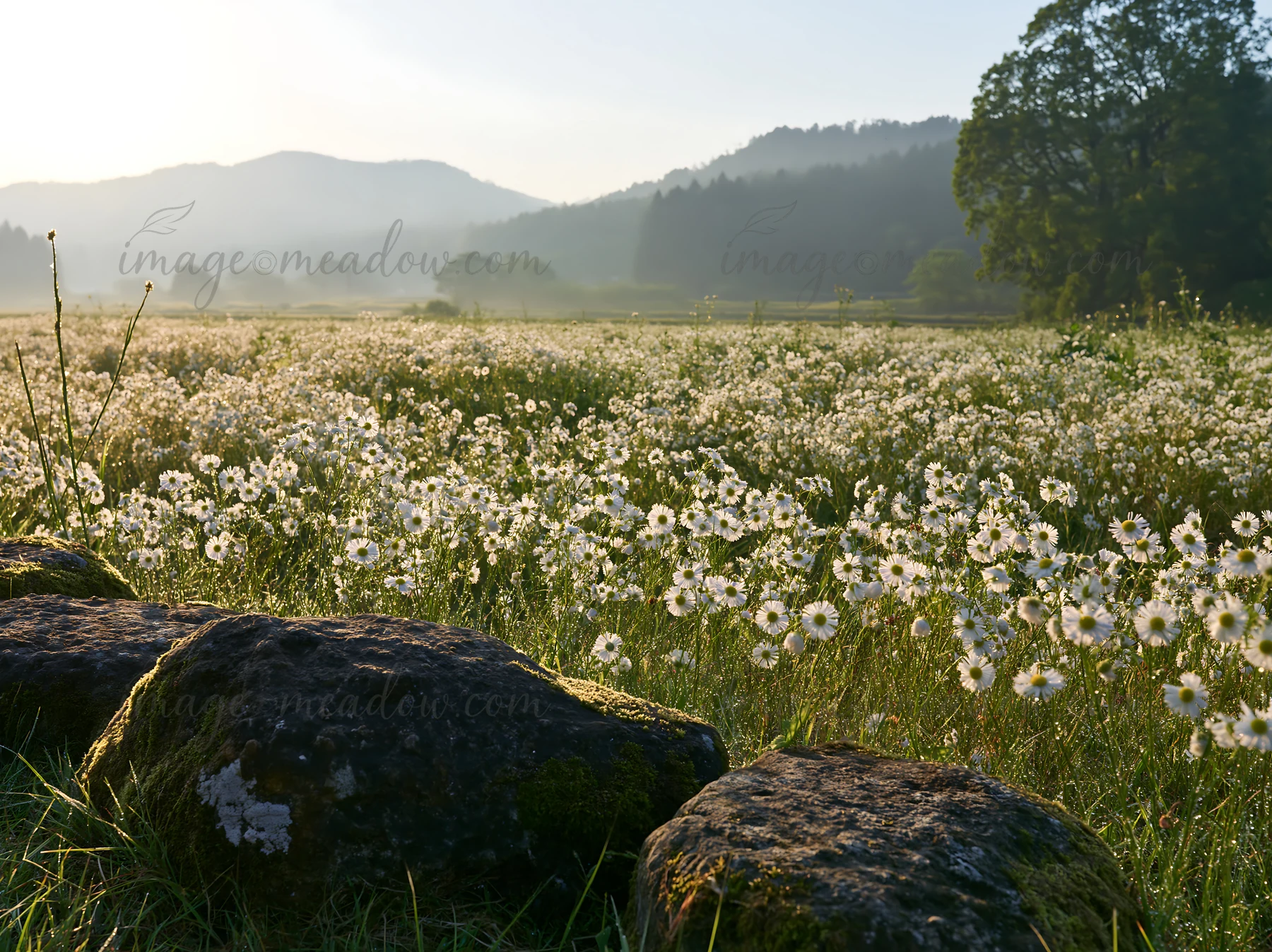 A field filled with white wildflowers stretches across the landscape near Kyoto. The sunlight creates a soft glow and highlights the stones in the foreground ag