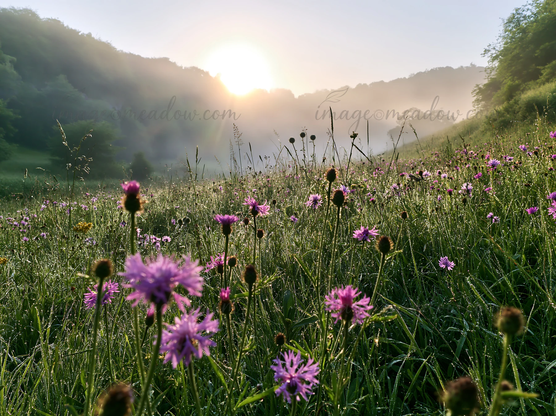 A meadow with knapweed blooms in the foreground as the sun rises over the hills. Mist hangs in the air, creating a tranquil atmosphere in this natural setting.
