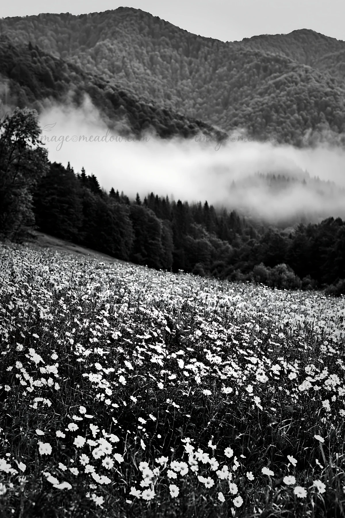 A field of seedheads fills the foreground with a backdrop of mountains. Low clouds drift among the trees in the distance. The scene captures the natural beauty