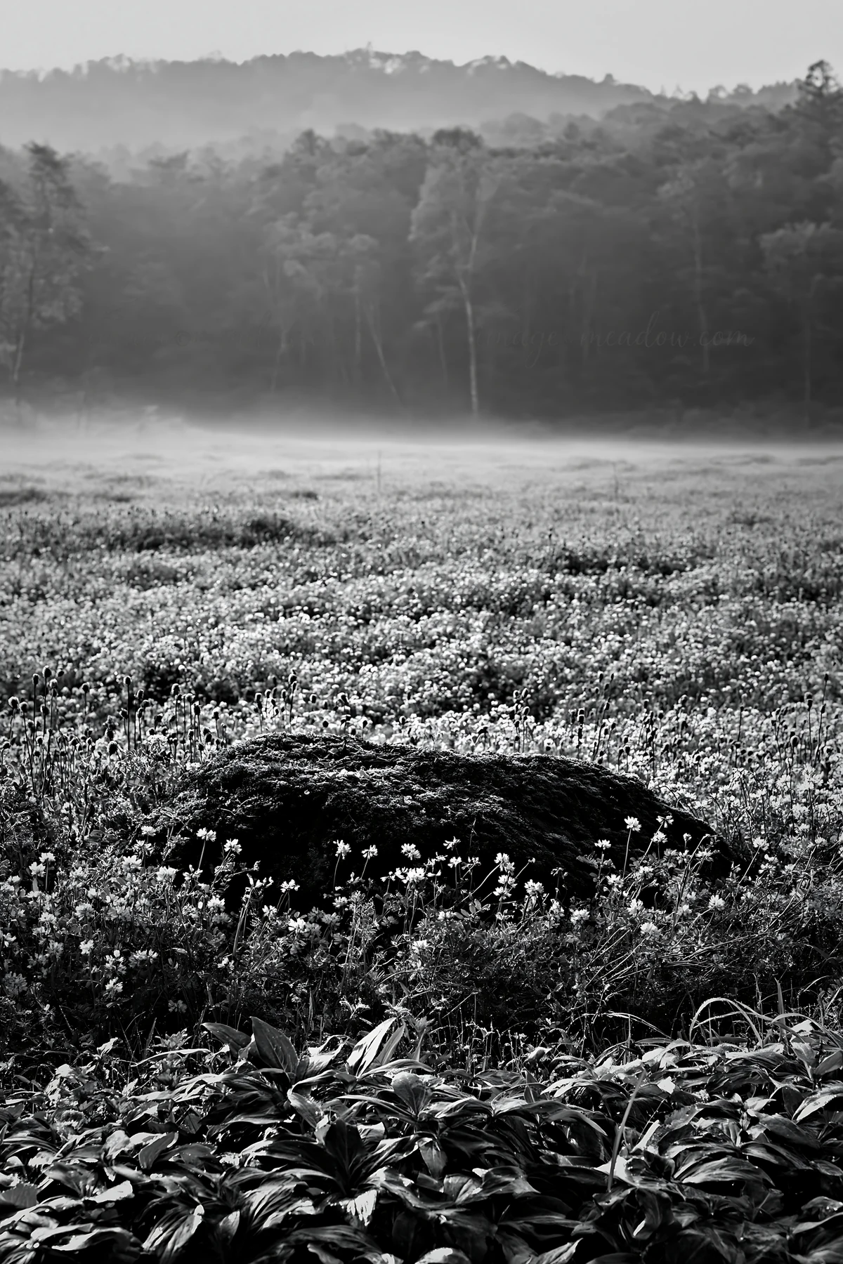 A lush meadow in Miyagi shows a mossy stone surrounded by vibrant flowers. Soft light filters through trees in the background, creating a fresh morning scene. P