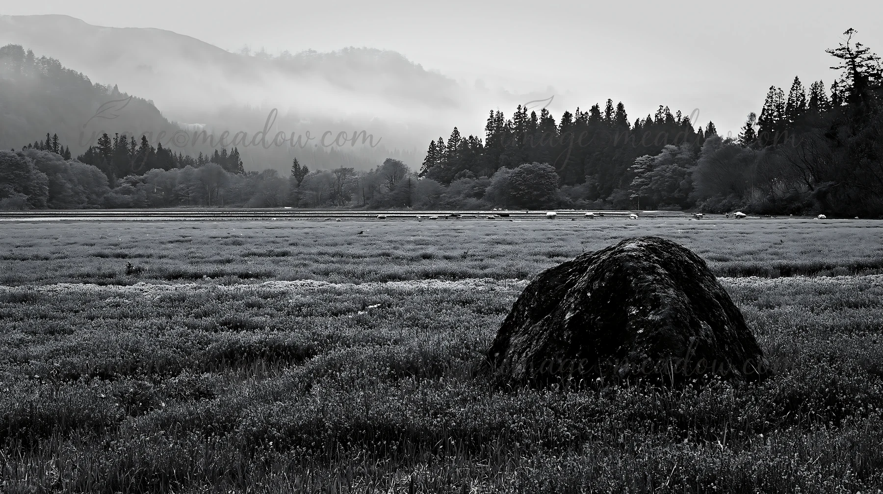 A large mossy stone sits in a meadow filled with purple flowers near a water body. Trees and hills are visible in the background under an overcast sky. Presente