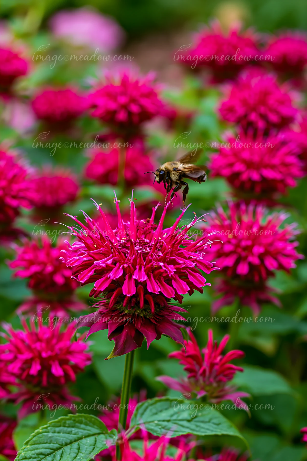 Monarda flowers with pollinators attract bees in a colorful garden.