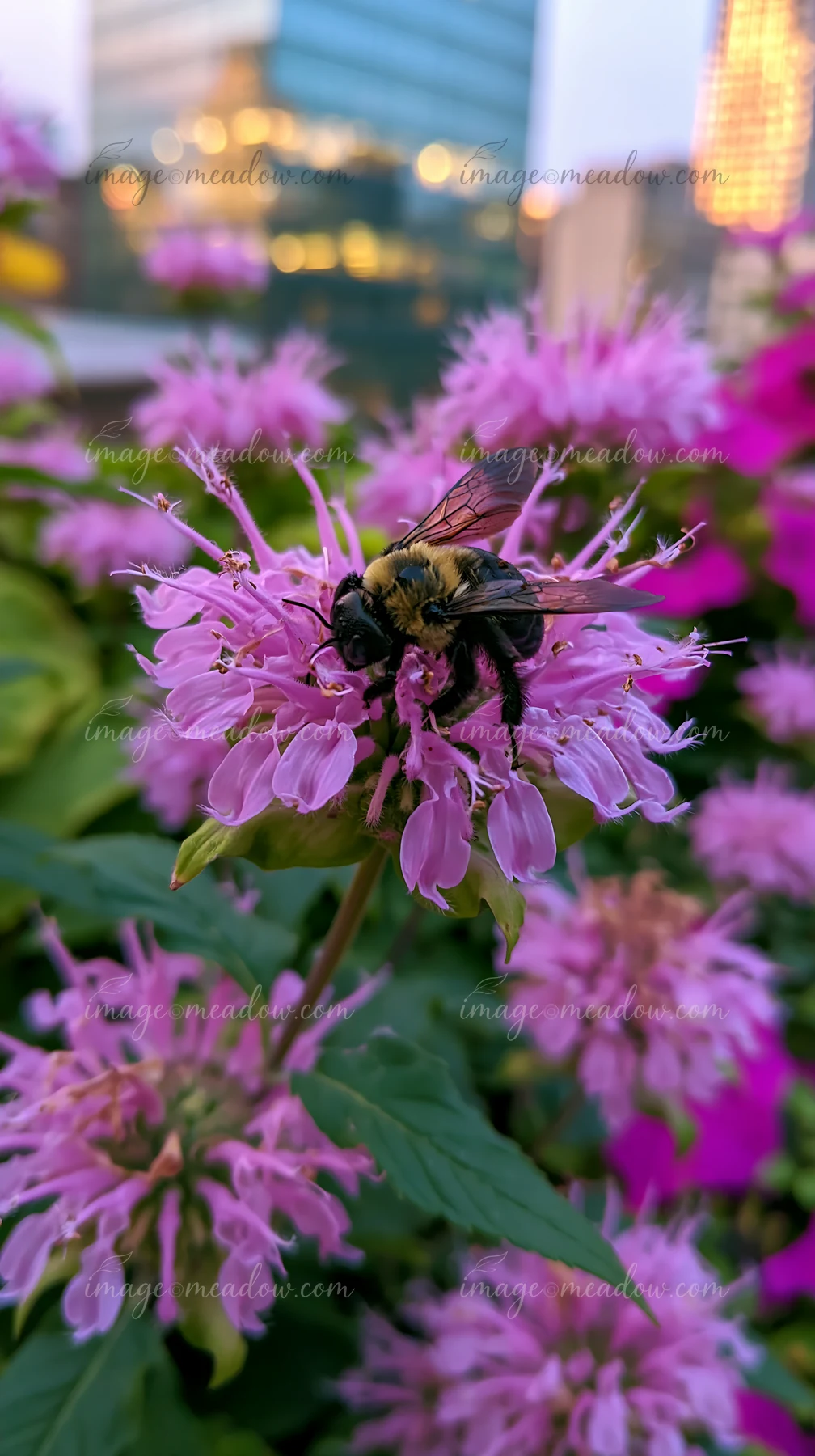 Monarda flowers with pollinators show a bumblebee gathering nectar on vibrant pink blooms in an urban garden during sunset.