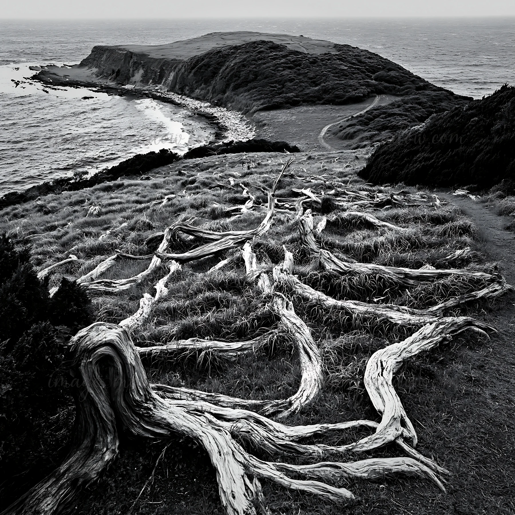 Driftwood sprawls across a coastal meadow in Nagasaki, leading towards the ocean. The grassy landscape meets the water with a distant hill and a winding path vi