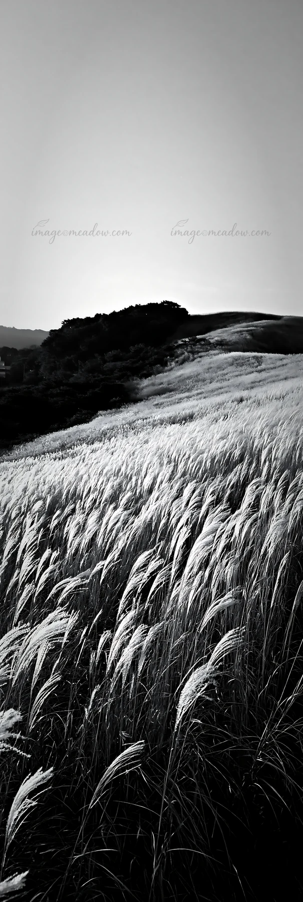 The landscape shows a golden meadow with tall seedheads in the foreground. The scene is located in Okayama, highlighting rolling hills in the background. A clea