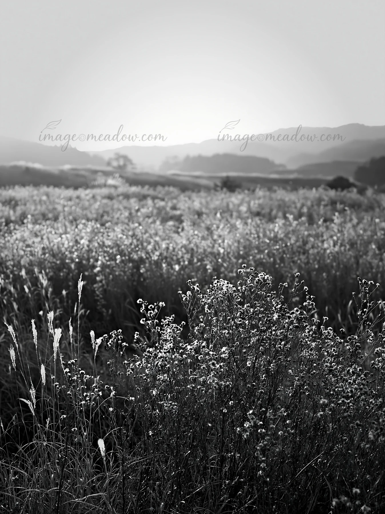 A golden meadow in Okayama shows seedheads in the foreground as the sun sets. The mountains are visible in the background, creating a warm atmosphere. Presented