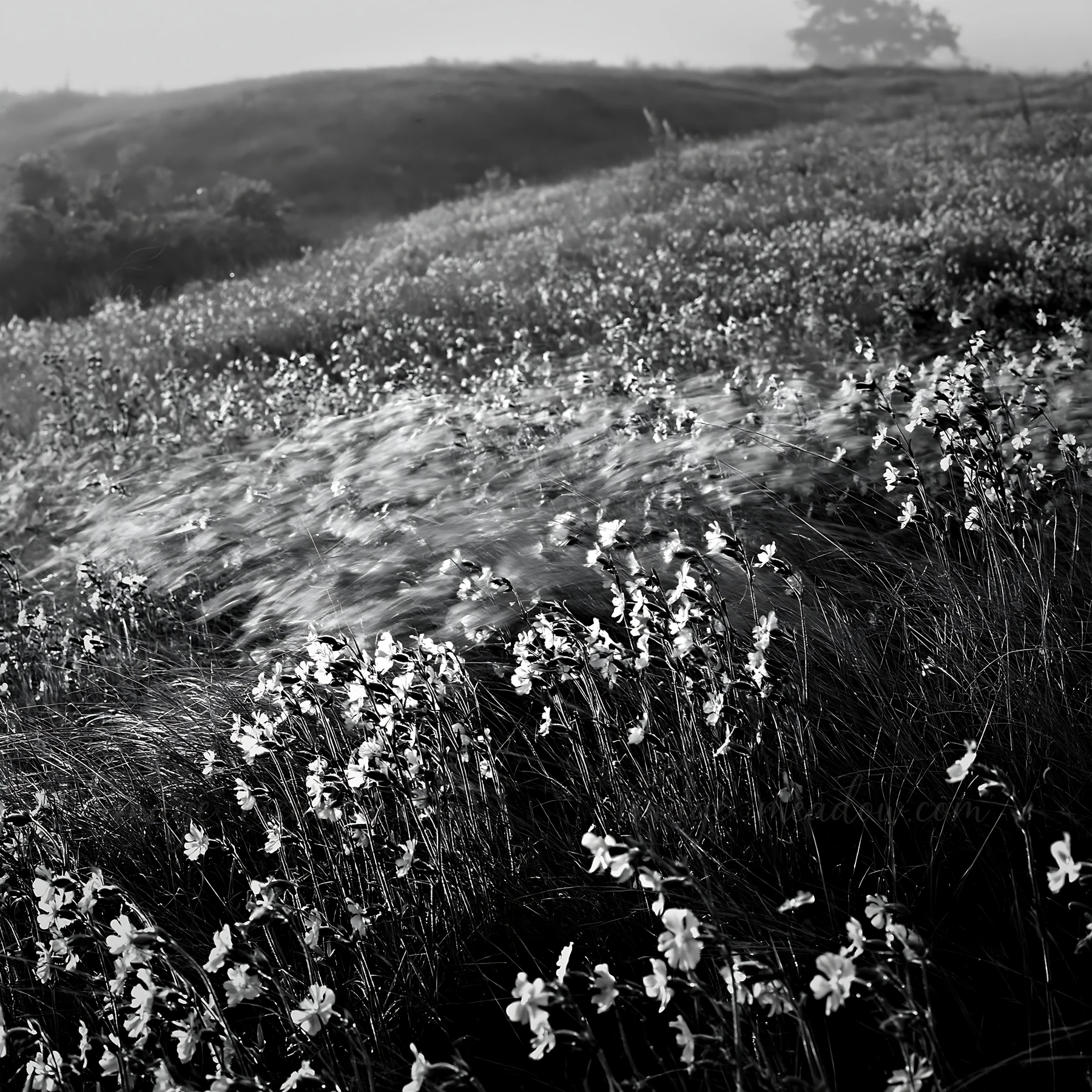 A meadow filled with pink campion flowers stretches across the landscape. The scene captures the natural beauty of the flowers swaying in the wind during the ea