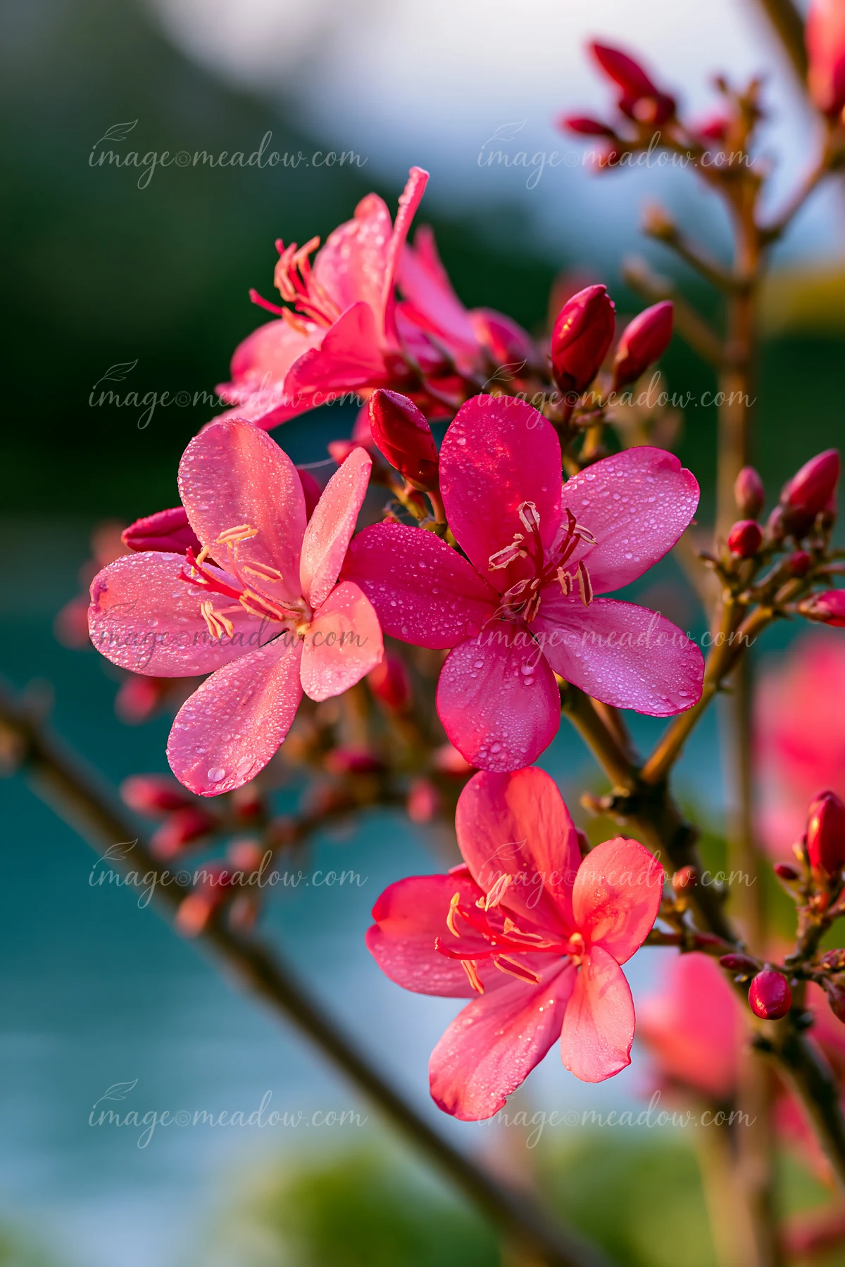 Pink flowers with water droplets grow on branches near a lagoon.
