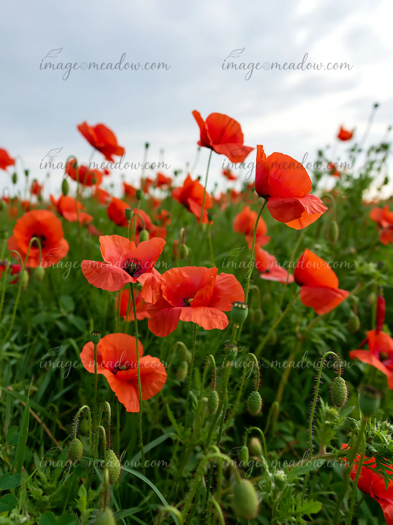 Red poppies bloom among green meadow grass beneath a bright, softly clouded summer sky.