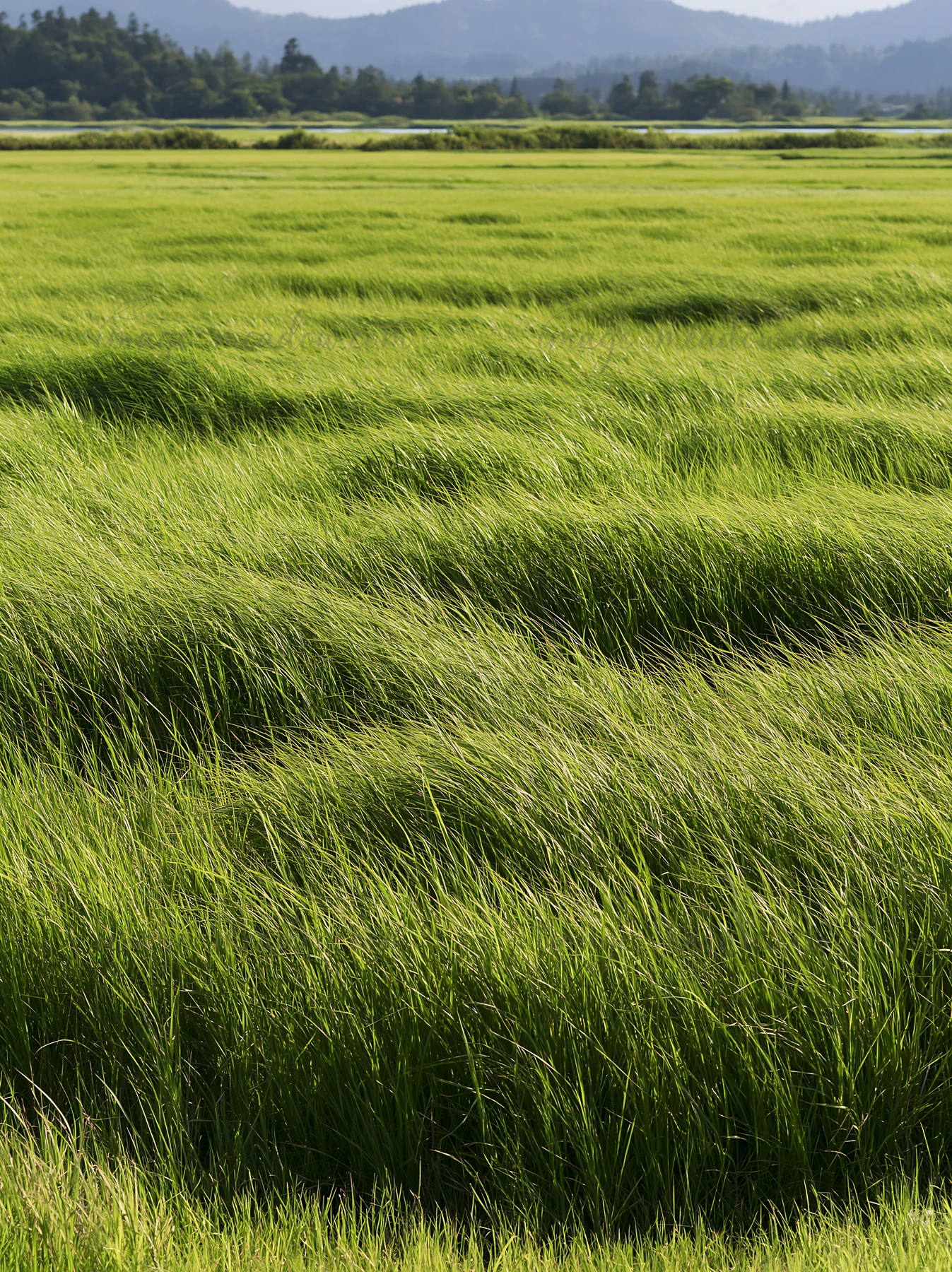 Tall green reeds grow in Shiga wetland meadow under bright sunlight. The landscape shows rolling hills in the background and wide open space.