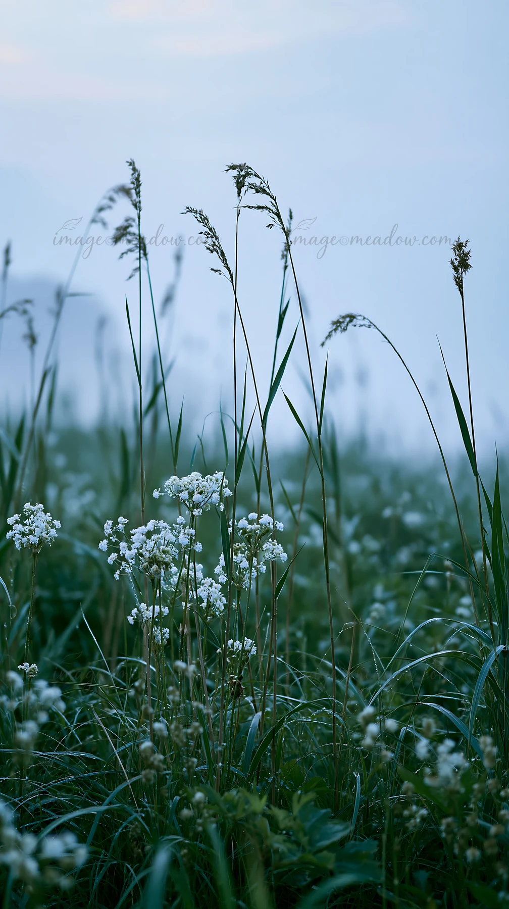 Reeds and white flowers grow in a wetland meadow in Shiga during misty weather. The environment highlights a natural landscape adapting to climate changes.