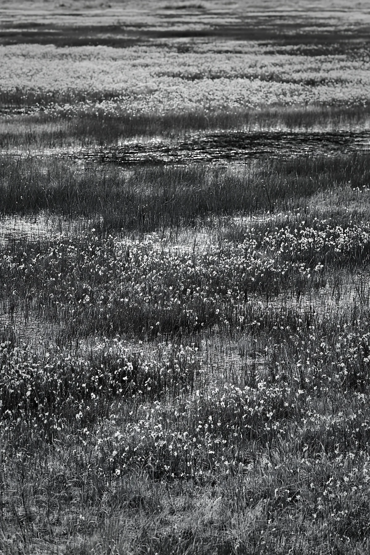 Morning light reveals a meadow filled with dew and flowers. The landscape shows grassy areas with clusters of blooms. The scene captures the natural beauty of t
