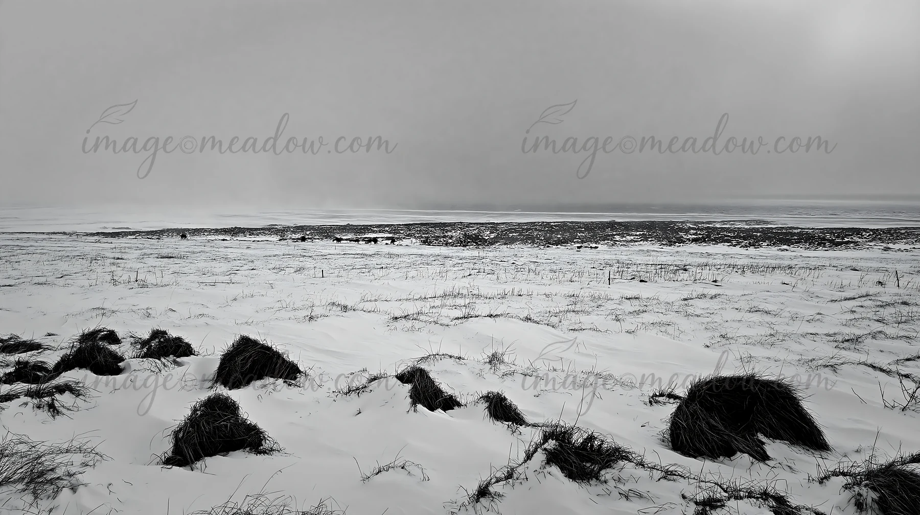 A snowbound meadow features tufts of grass scattered across a white landscape. The scene shows a low horizon with overcast skies, capturing a winter atmosphere